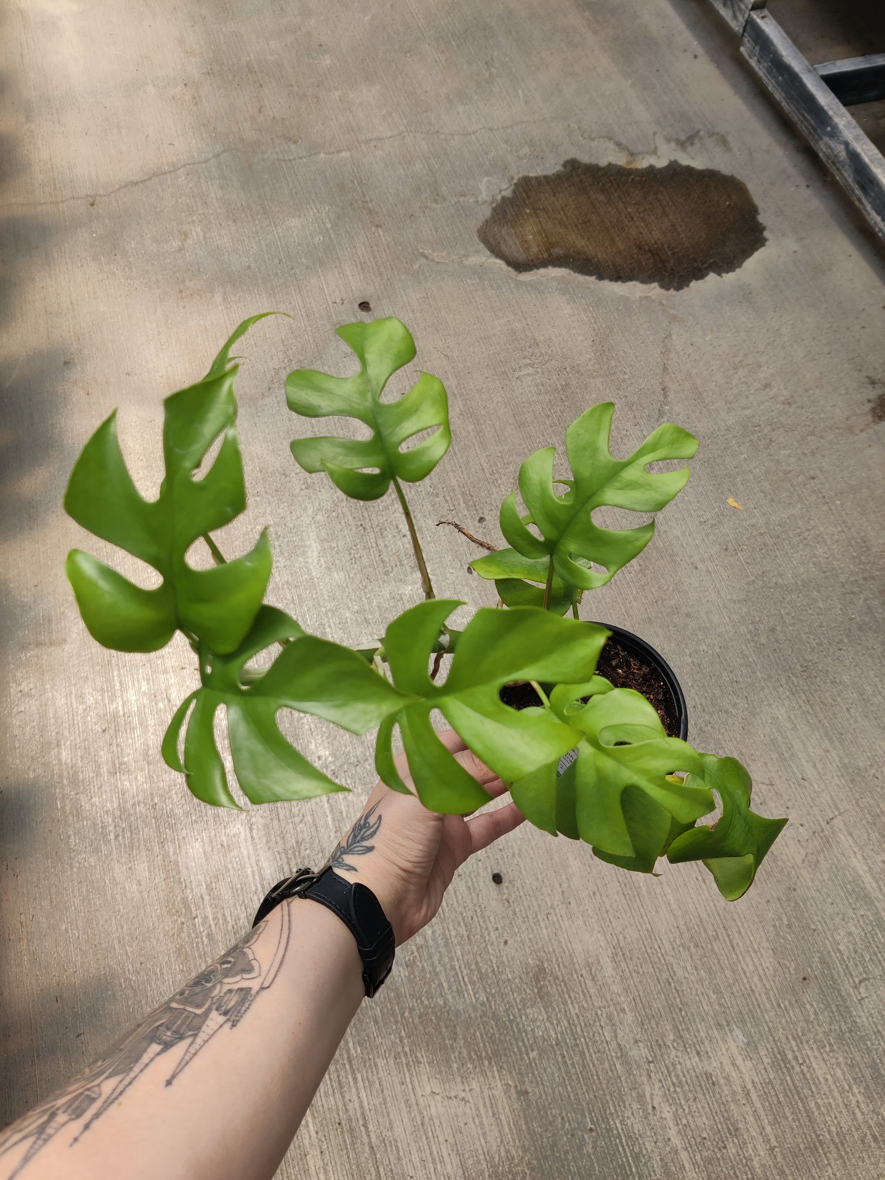 Monstera Mini