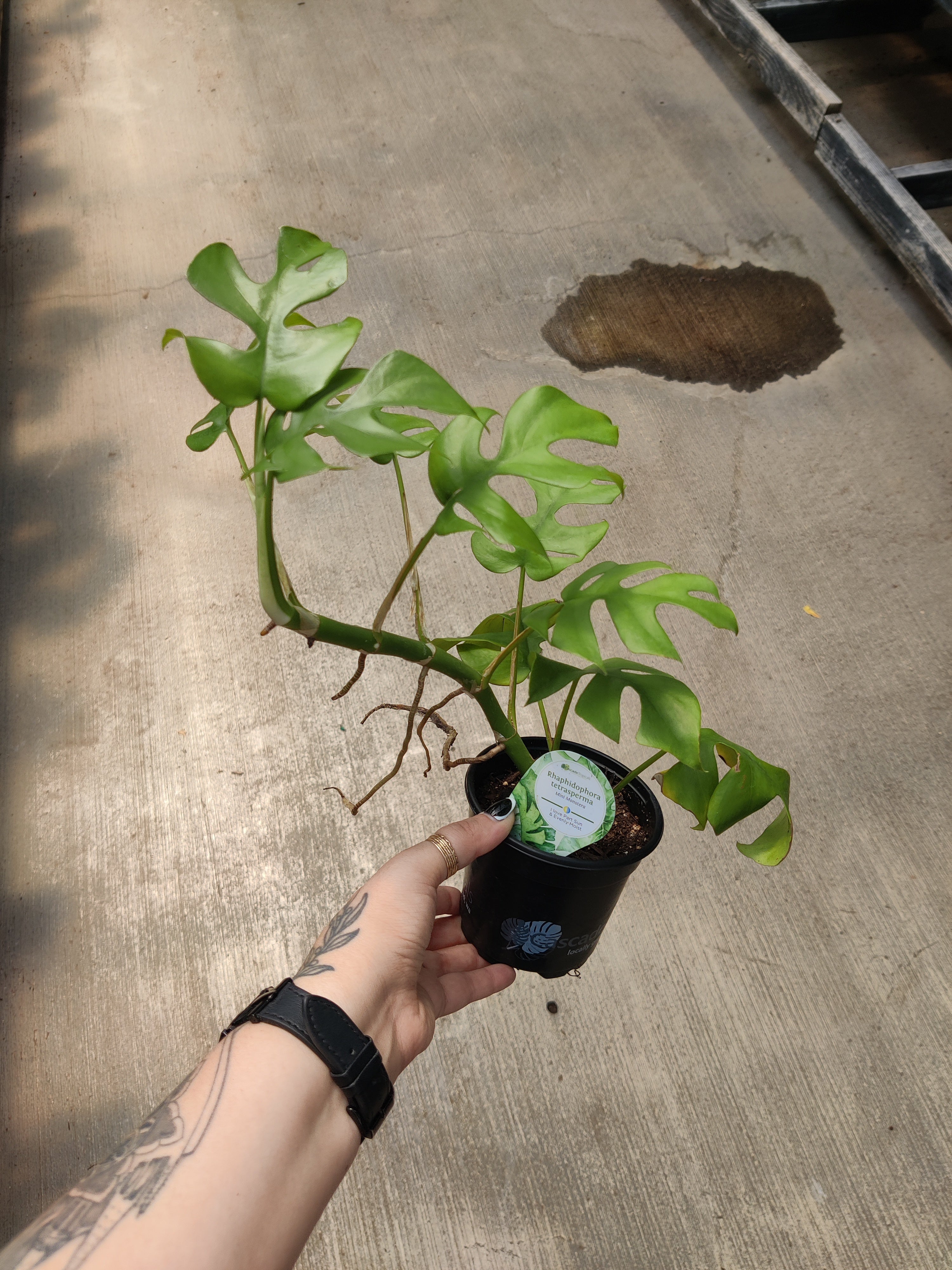 Monstera Mini