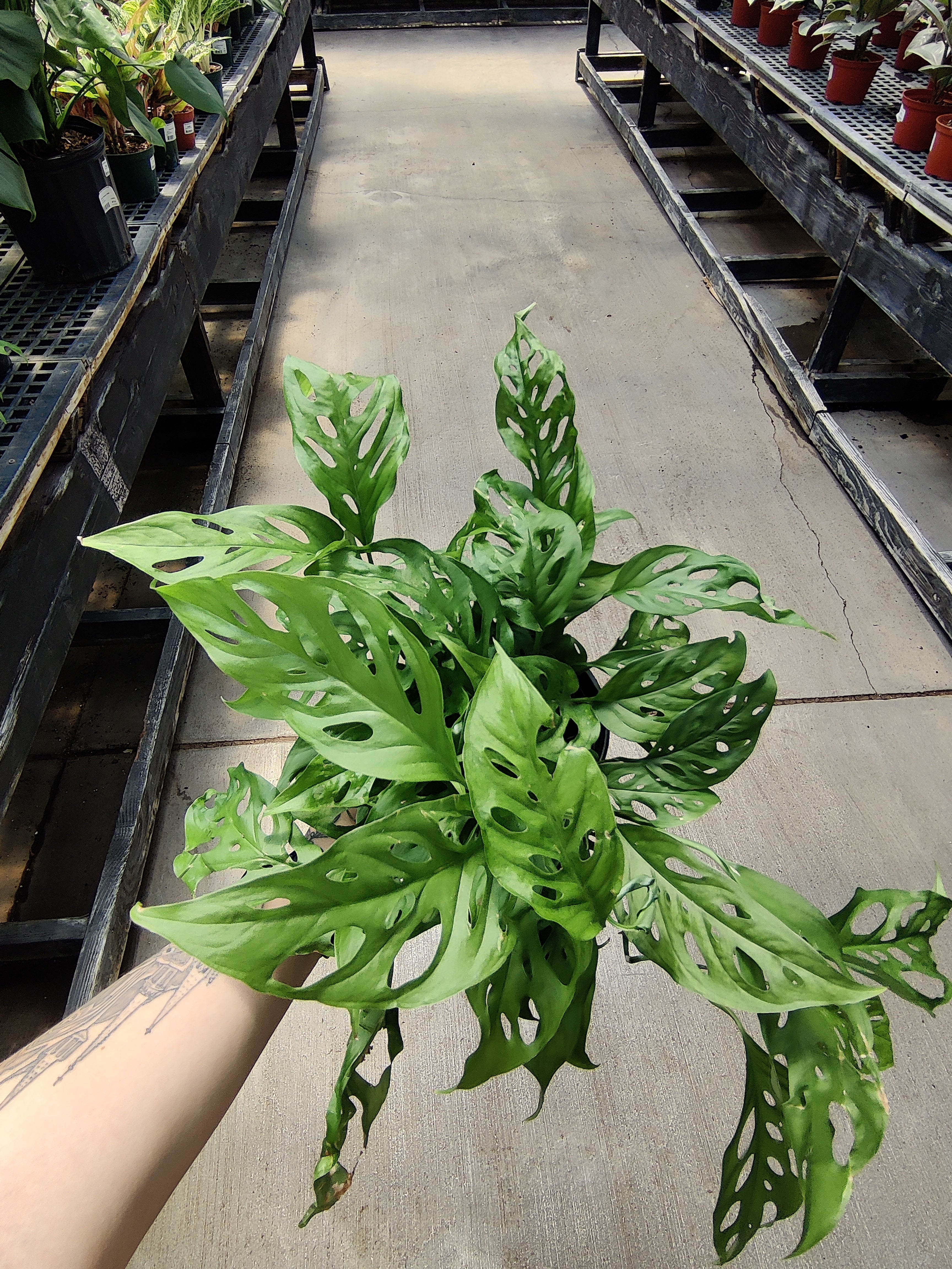 Monstera Adansonii