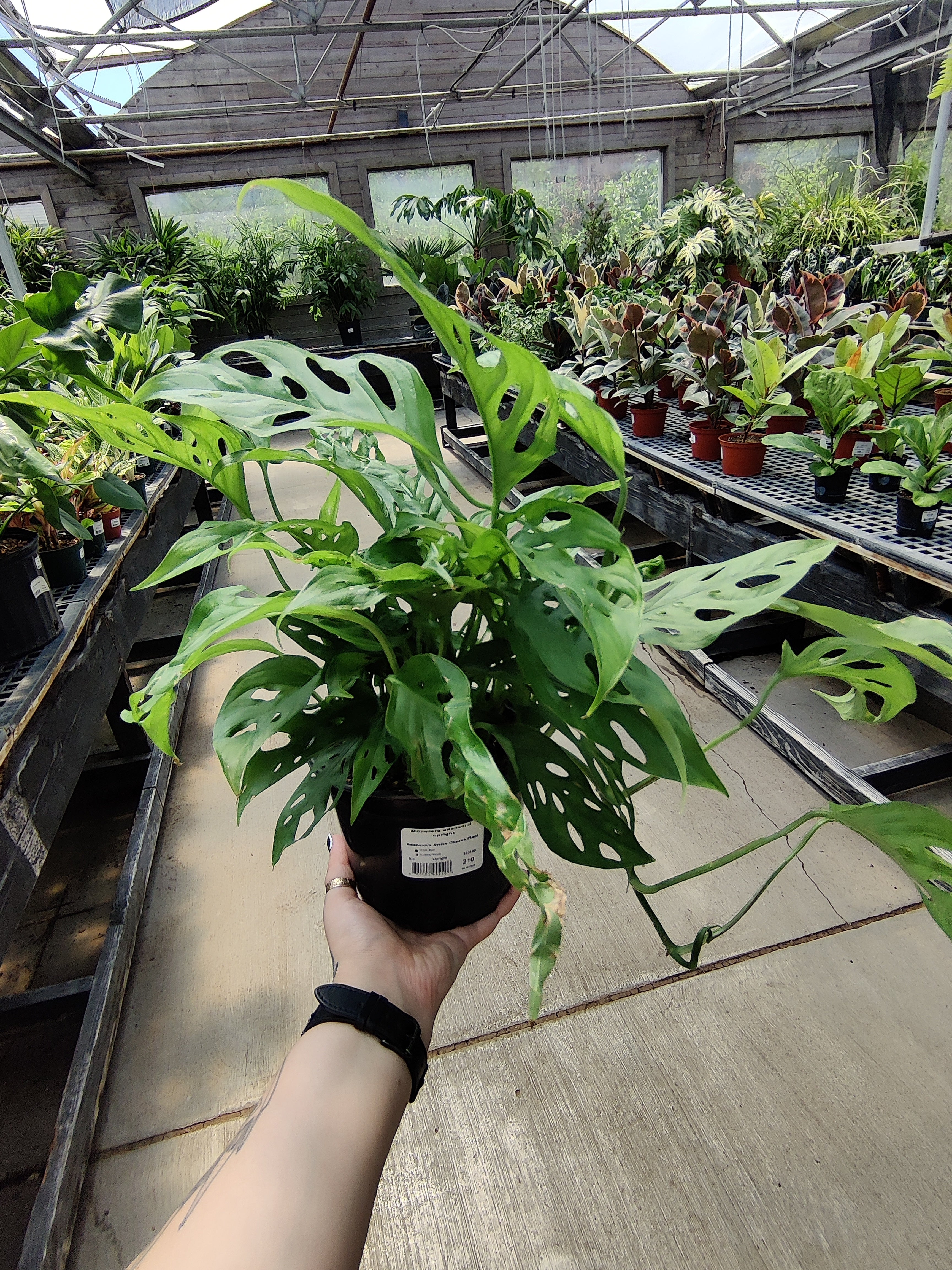 Monstera Adansonii