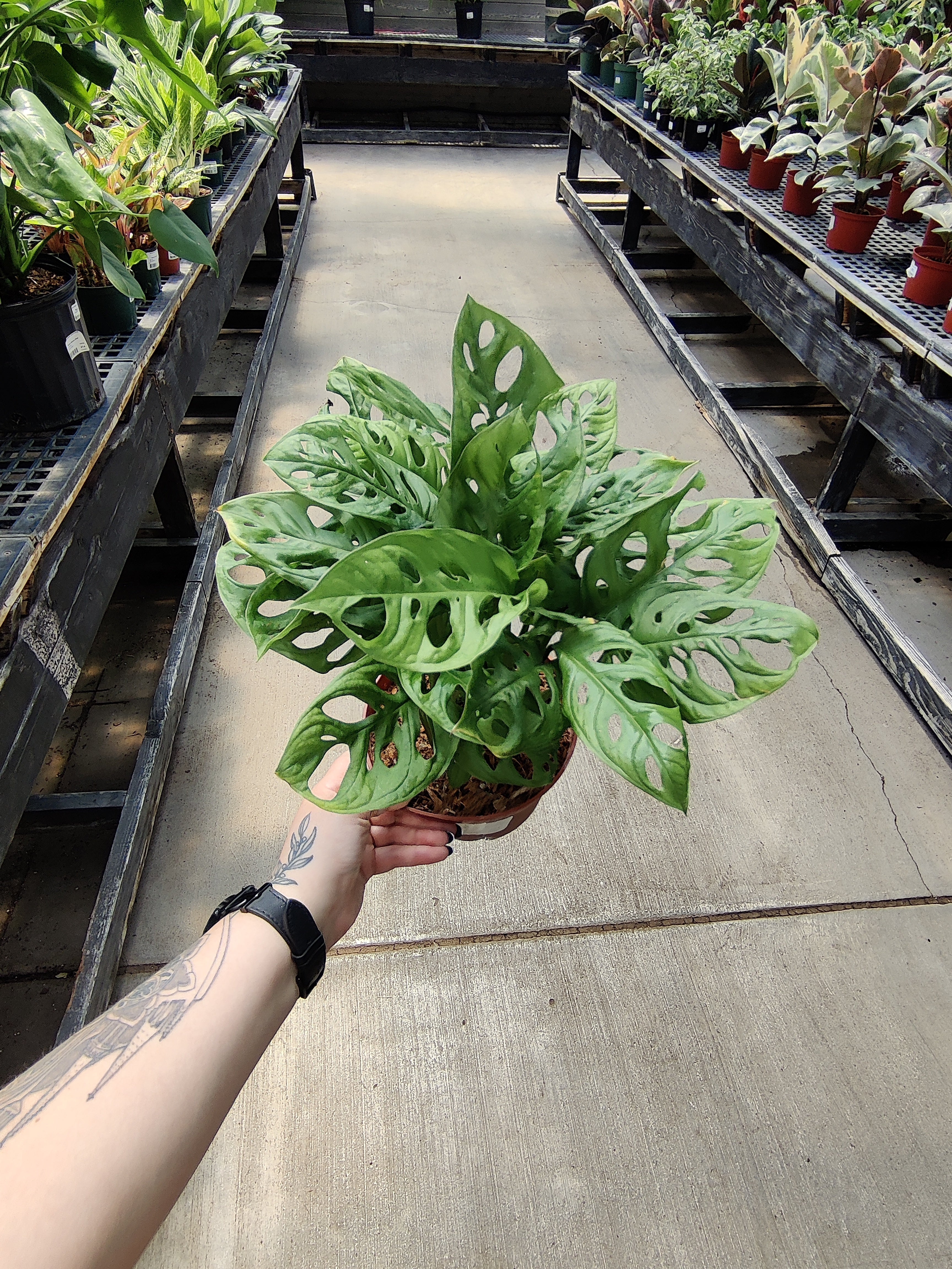 Monstera Adansonii