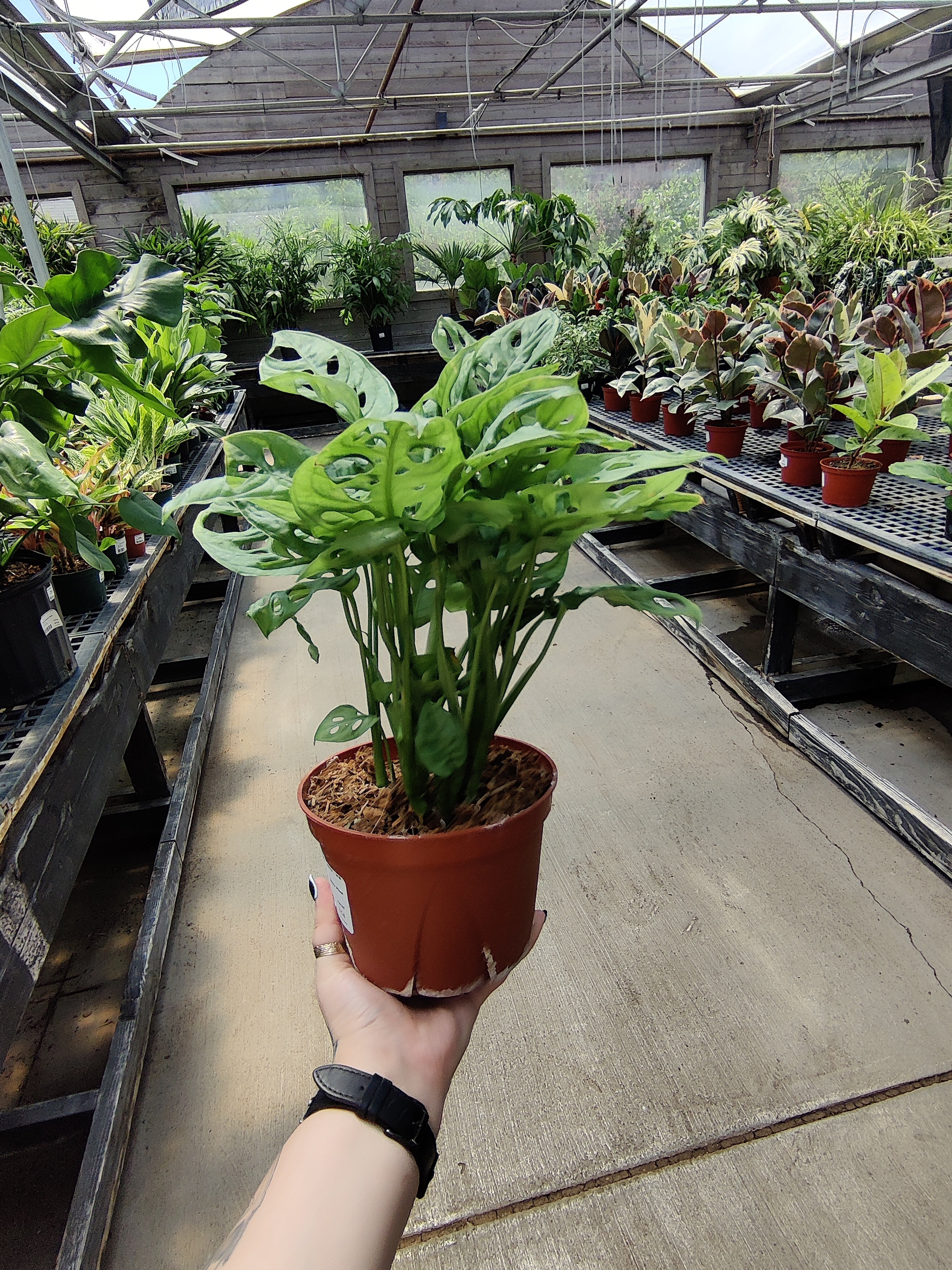 Monstera Adansonii
