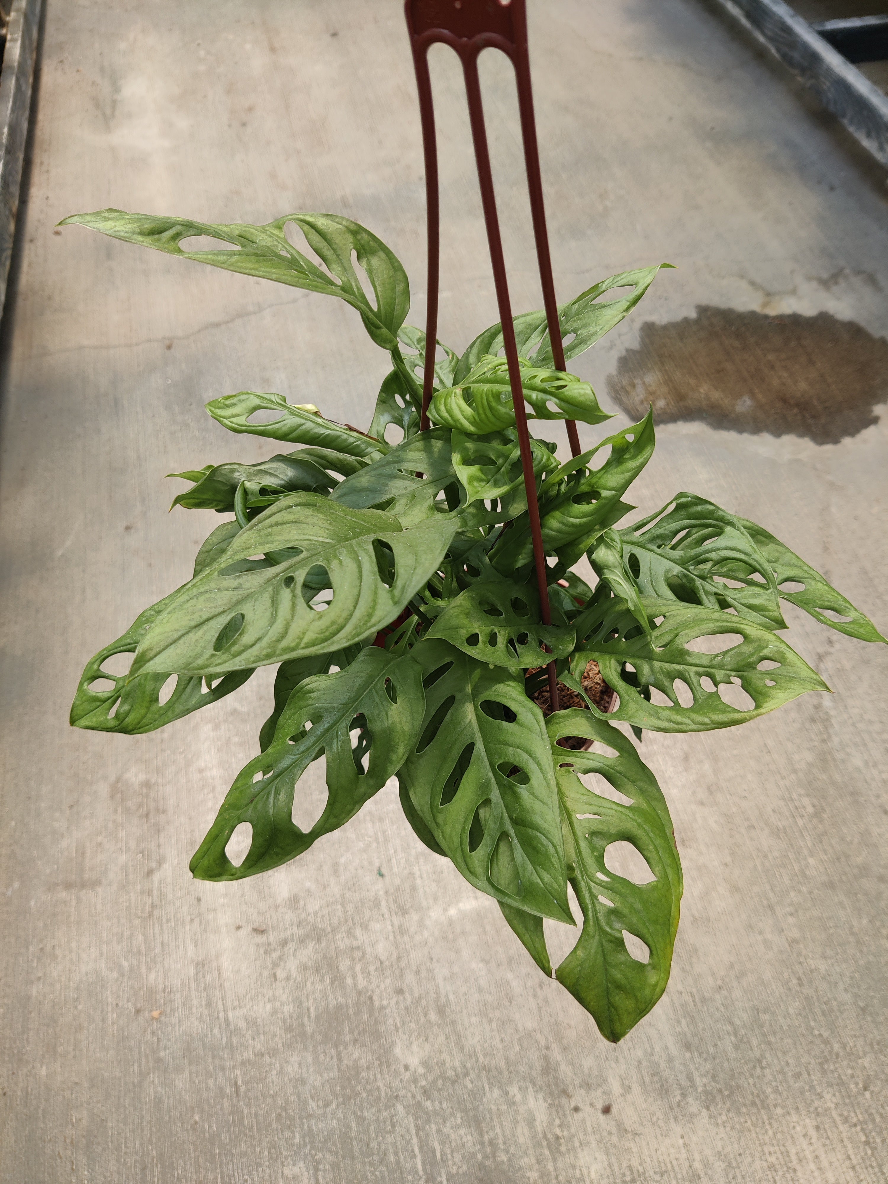 Monstera Adansonii