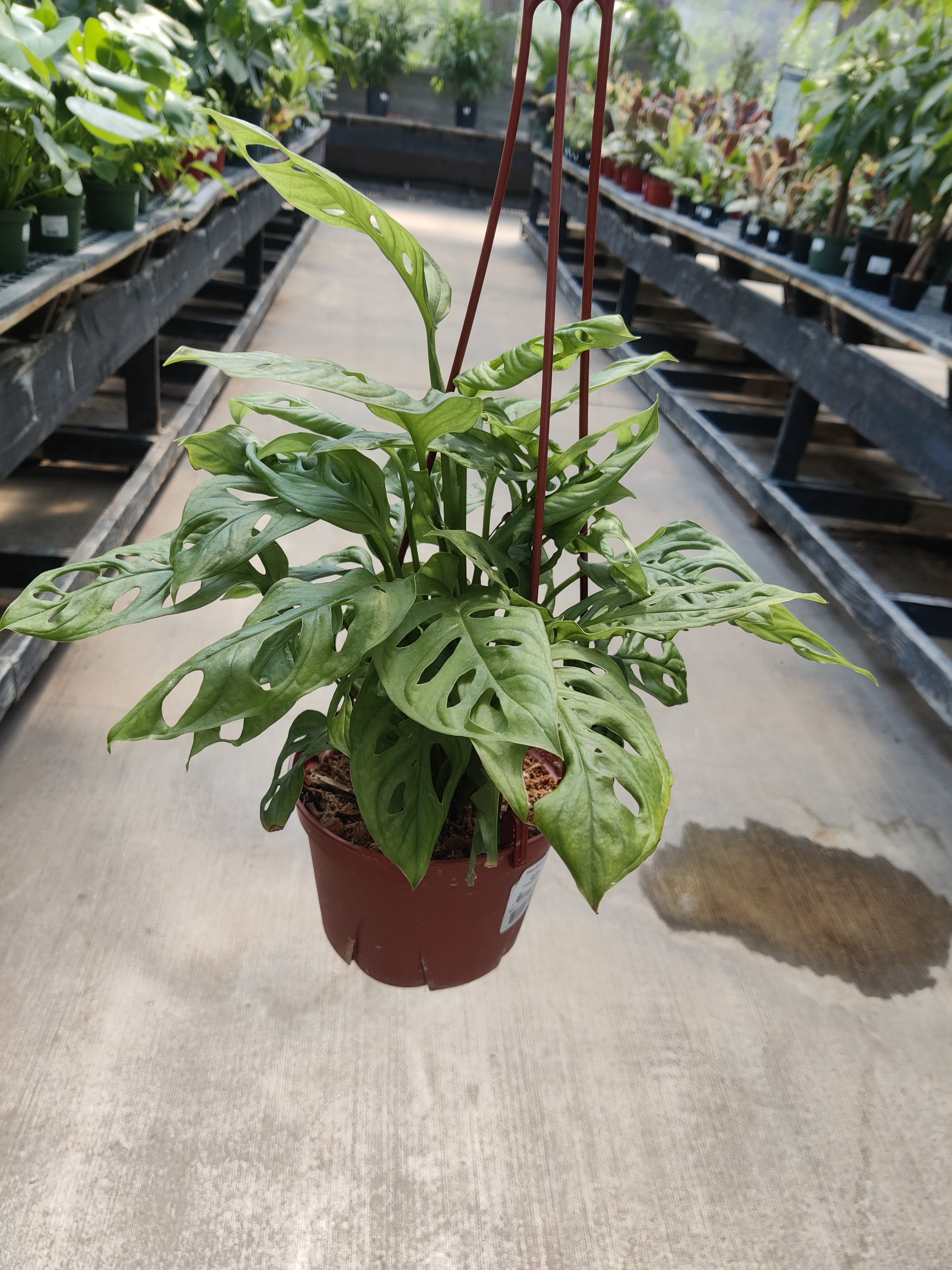 Monstera Adansonii