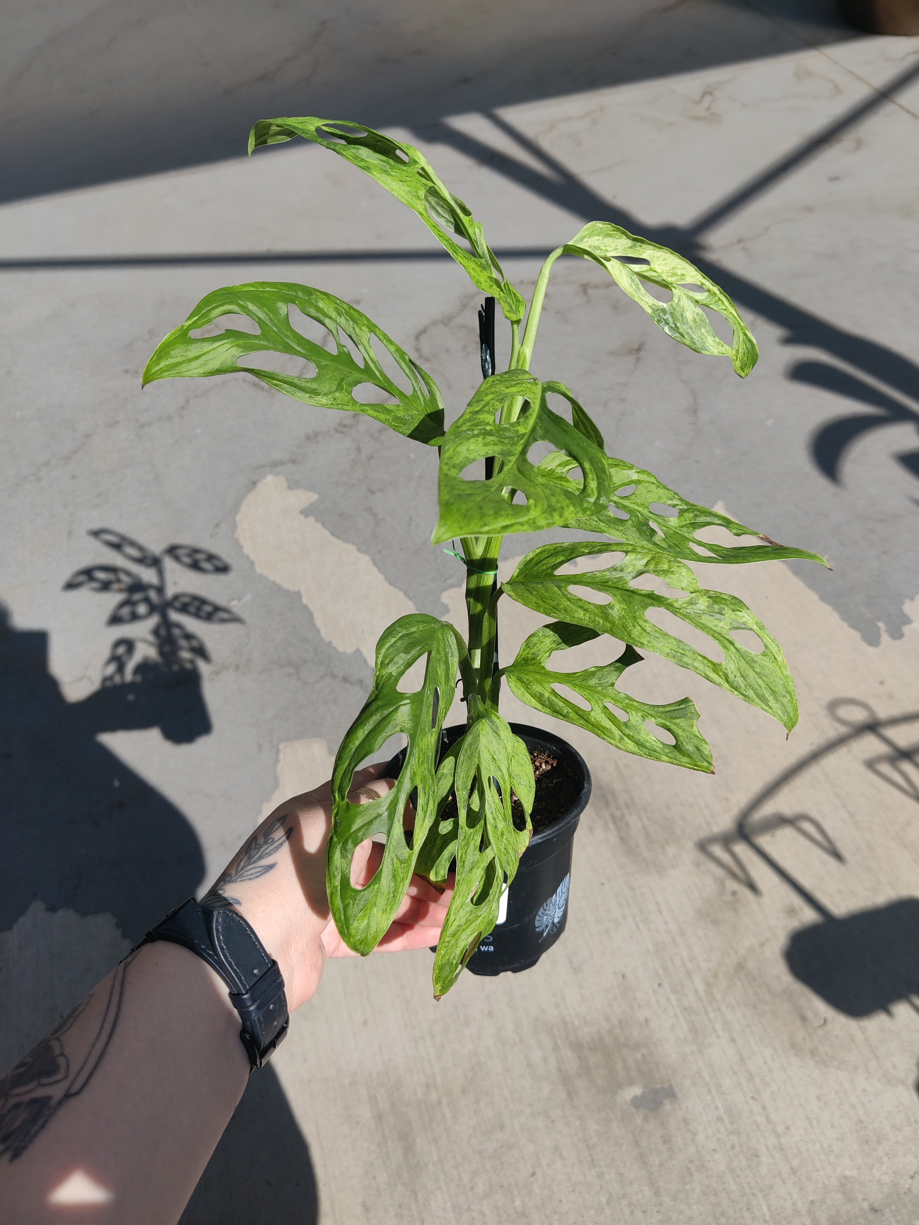 Monstera Adansonii Mint