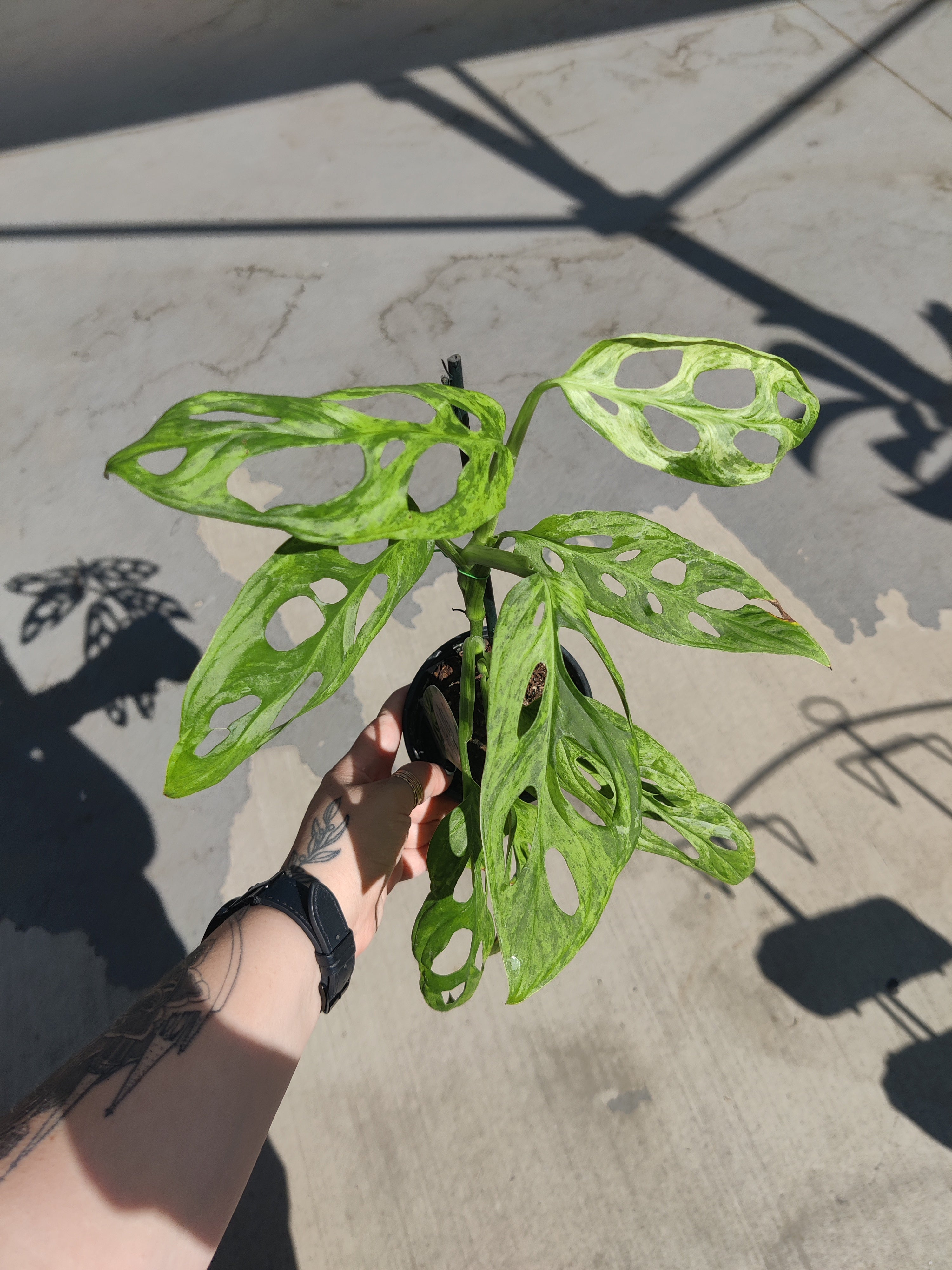 Monstera Adansonii Mint