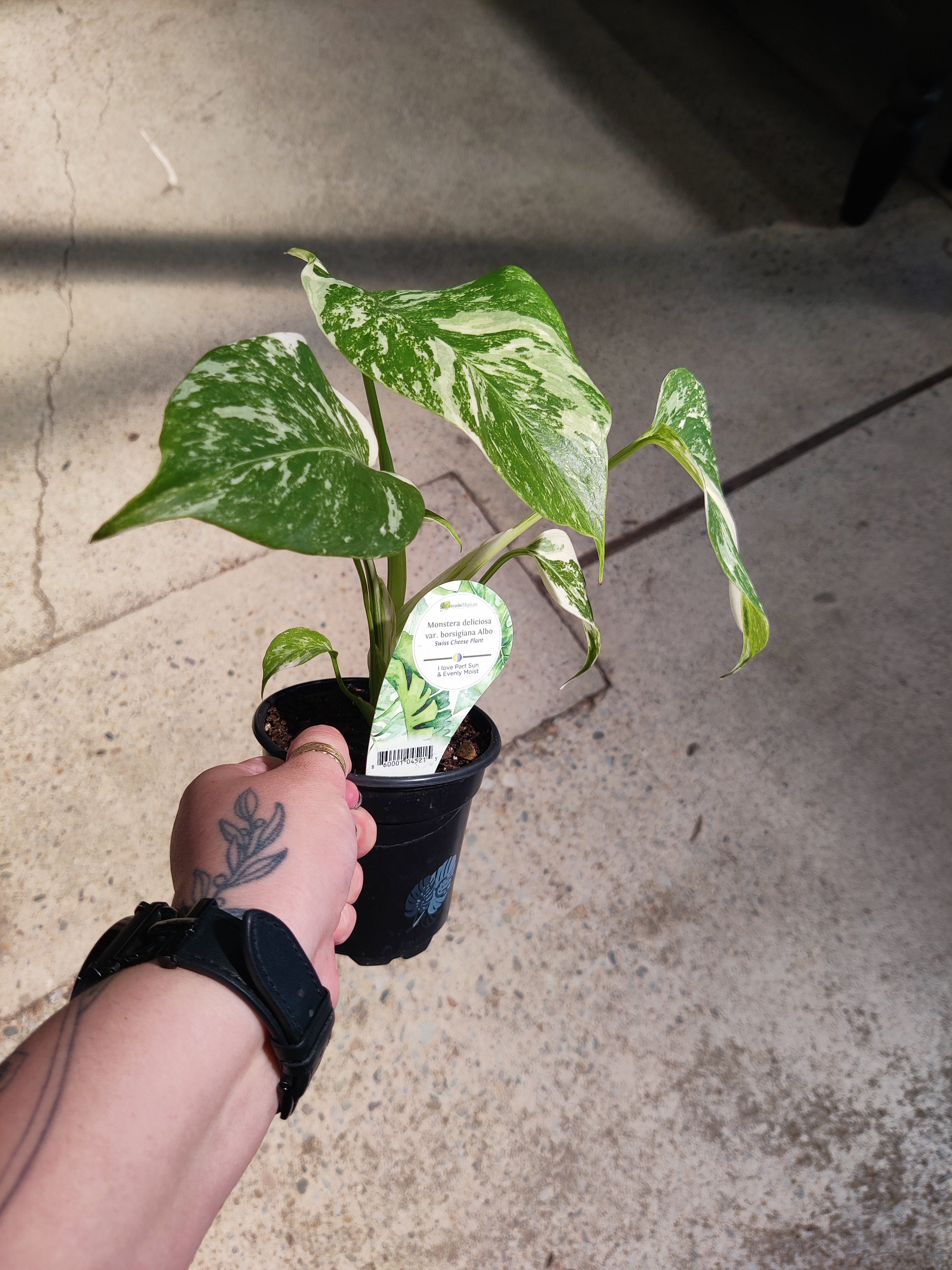 Monstera, borsigiana albo