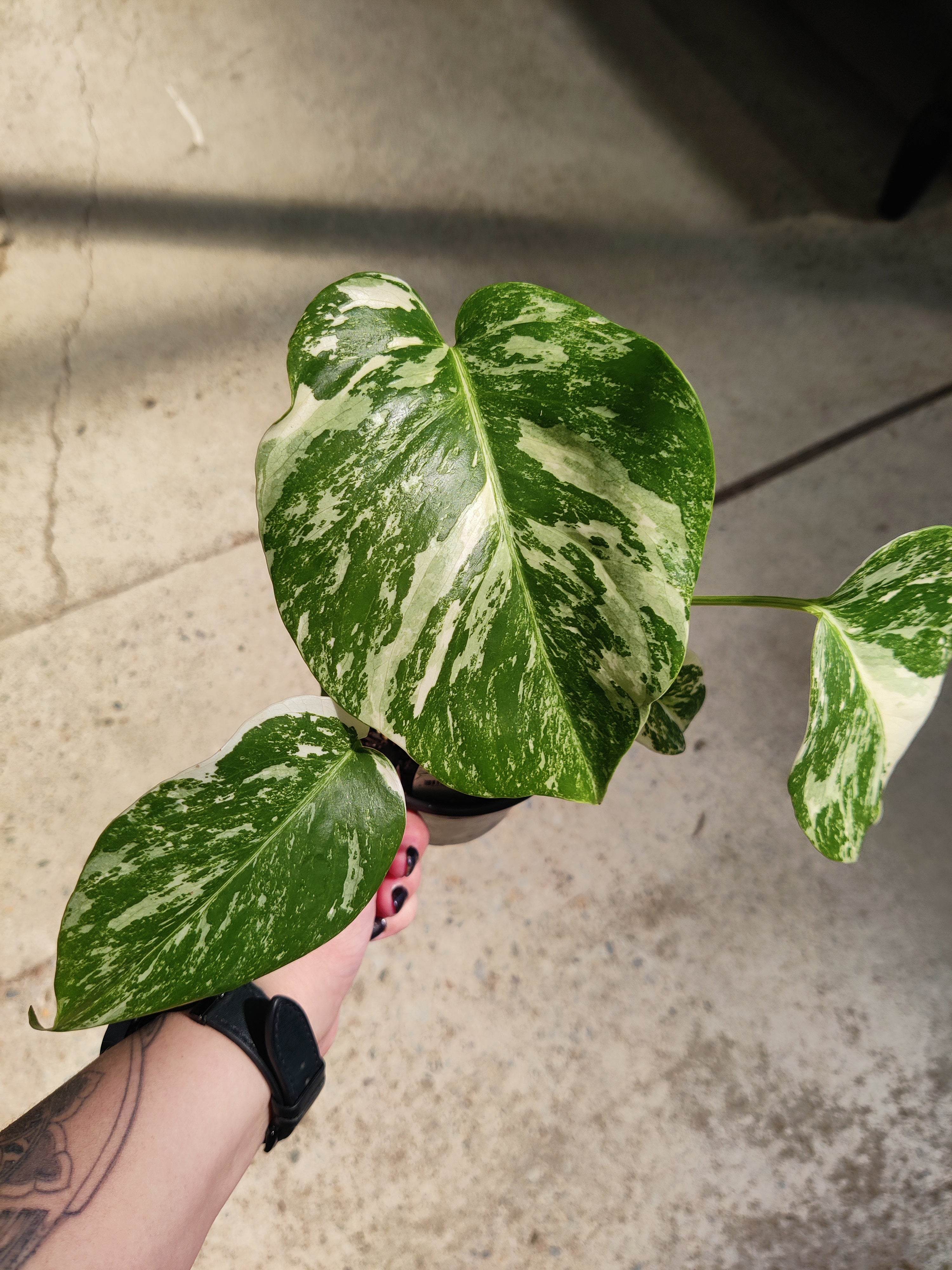 Monstera, borsigiana albo