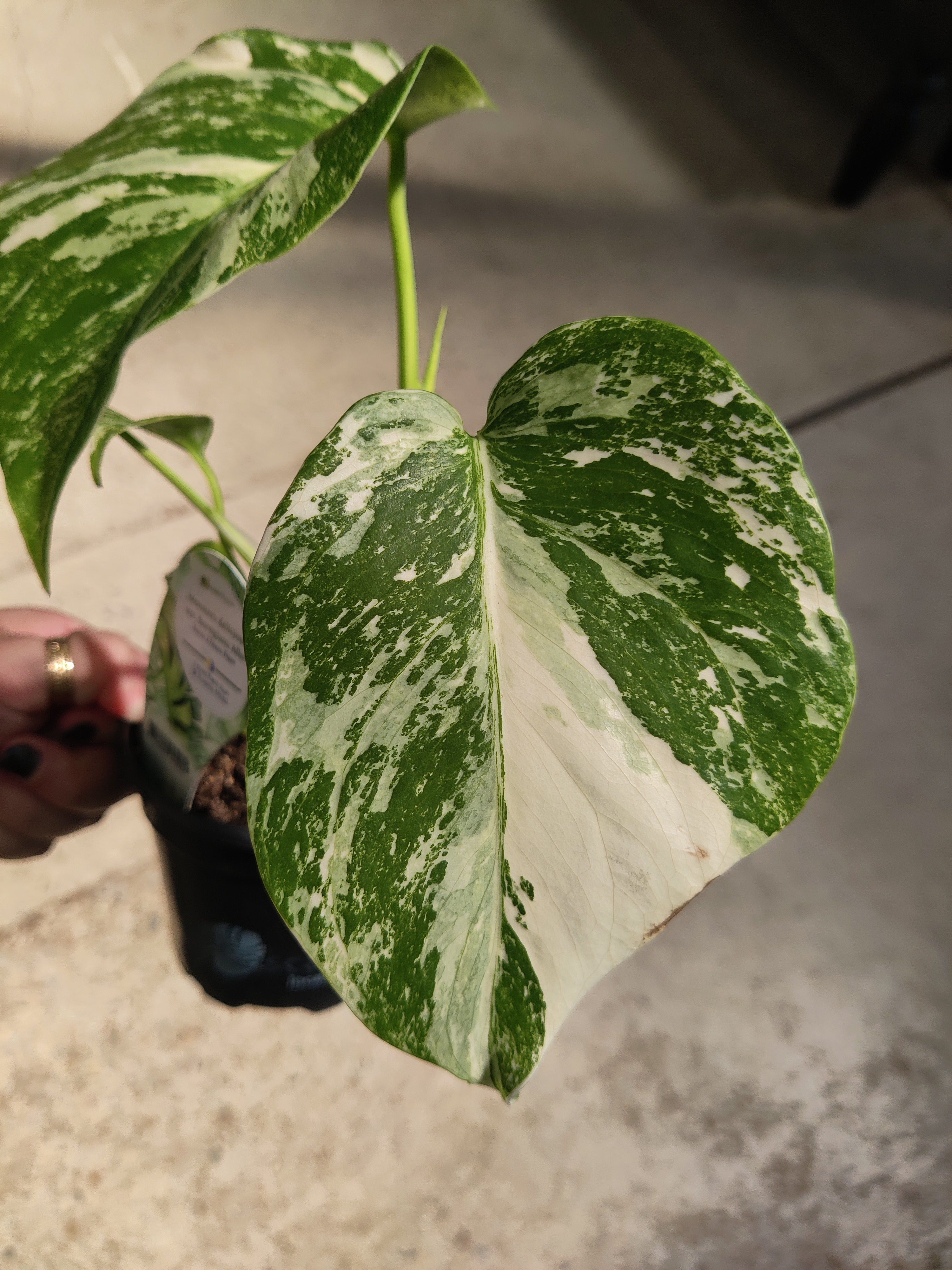 Monstera, borsigiana albo