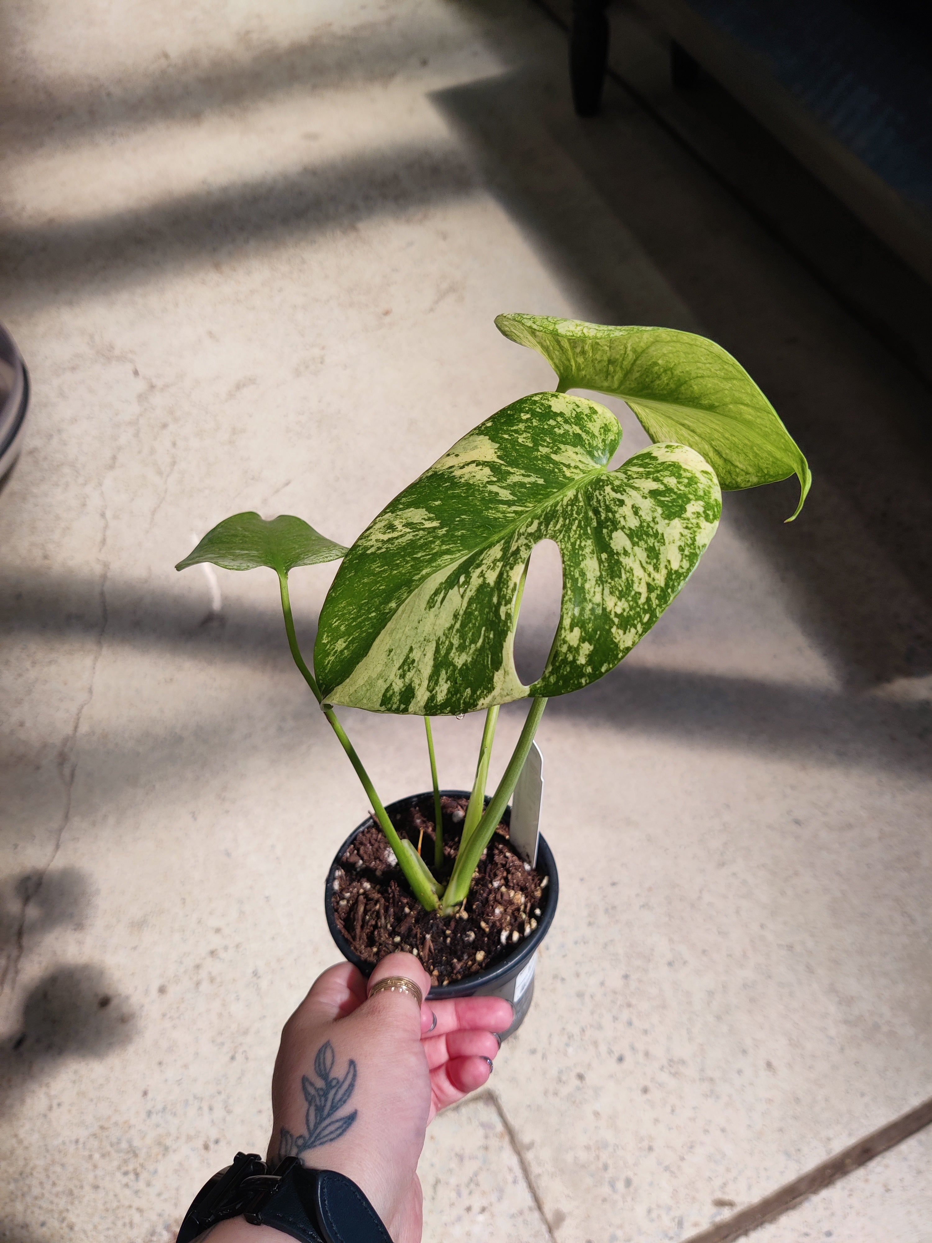 Monstera, Swiss White Monster