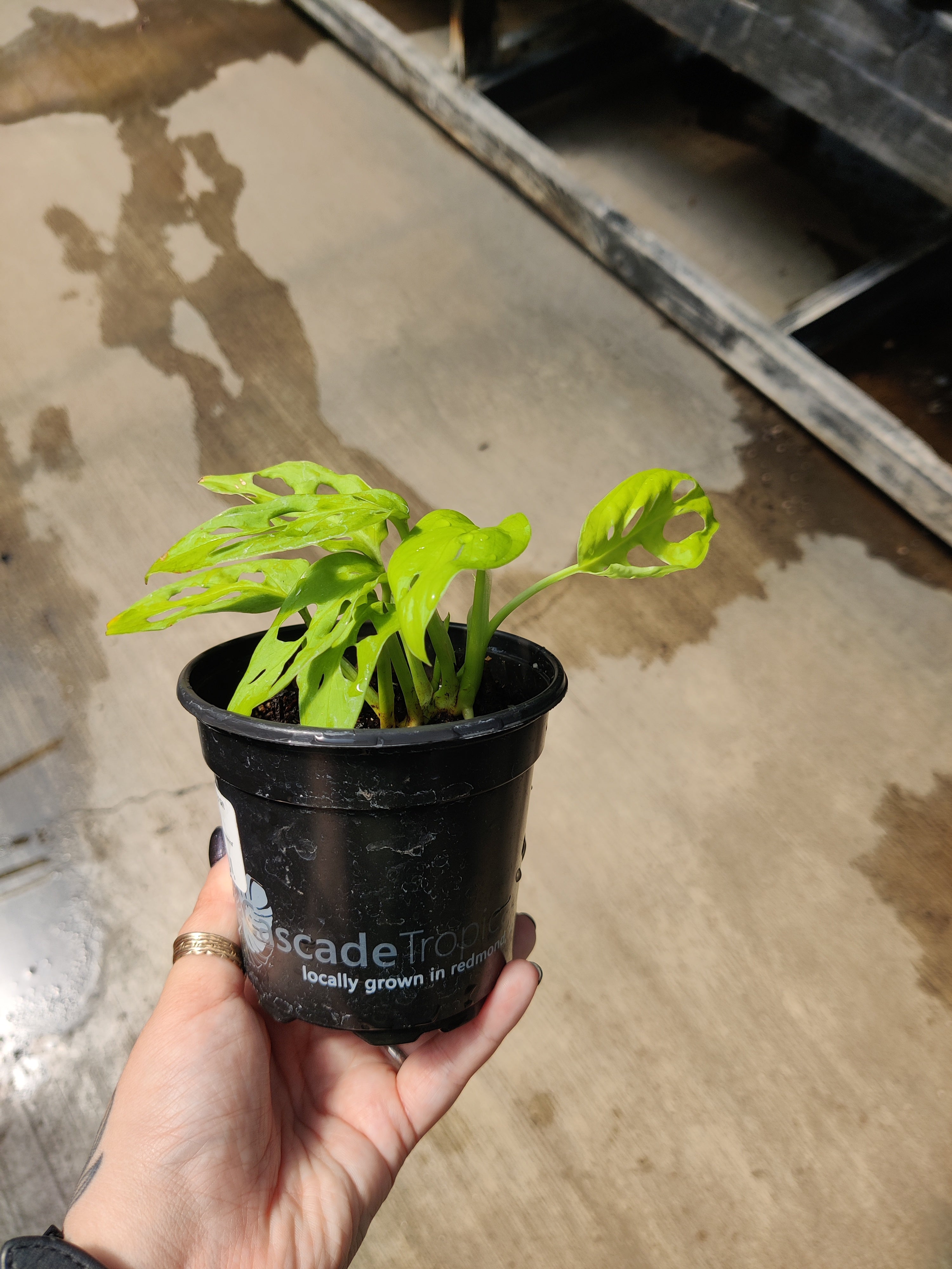 Monstera, Neon Madonna