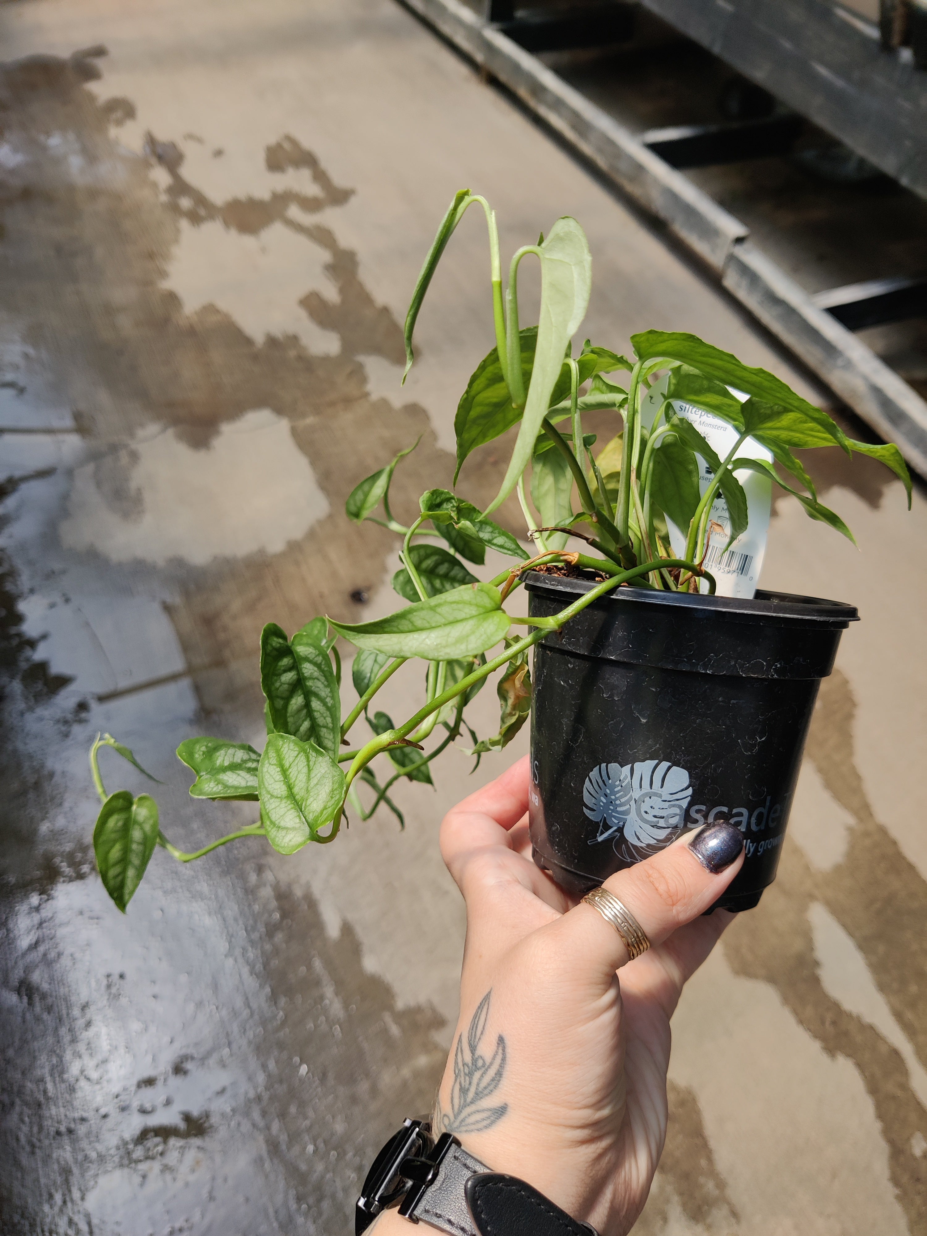 Monstera, Silver