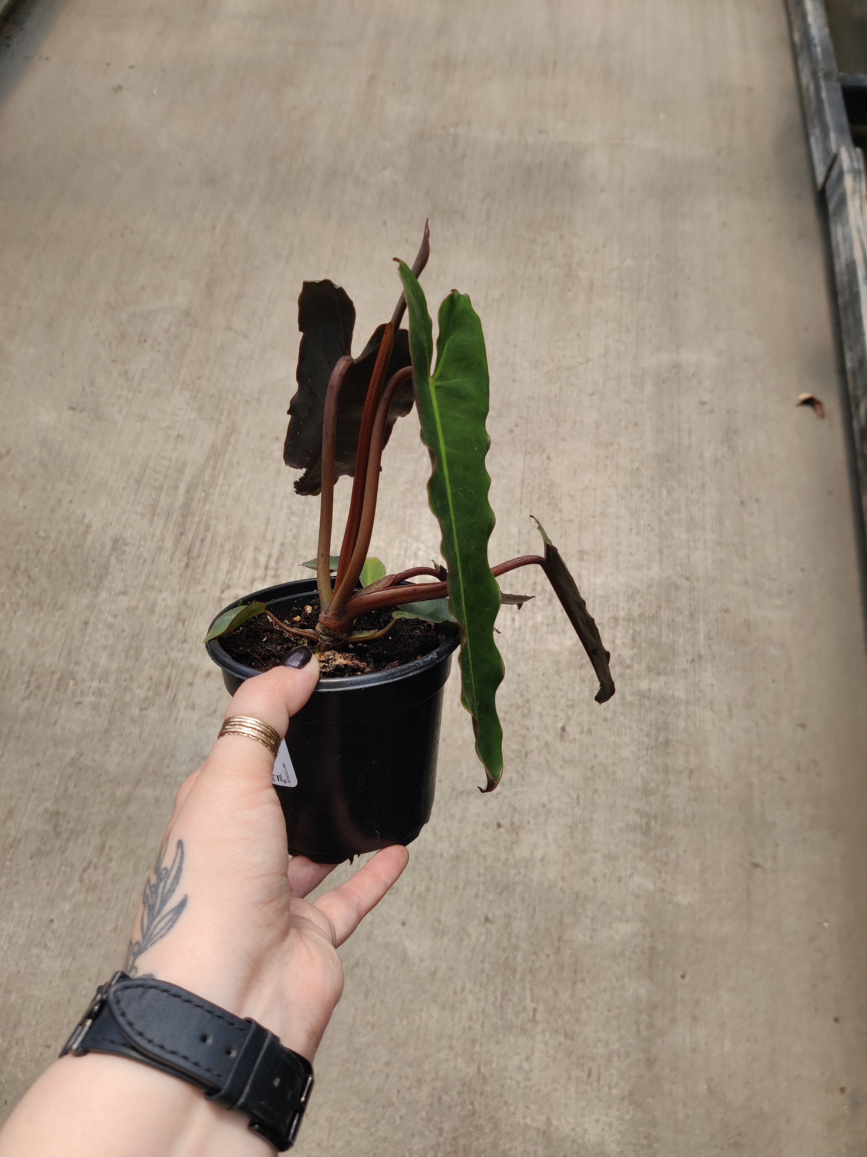 Philodendron, Black Form