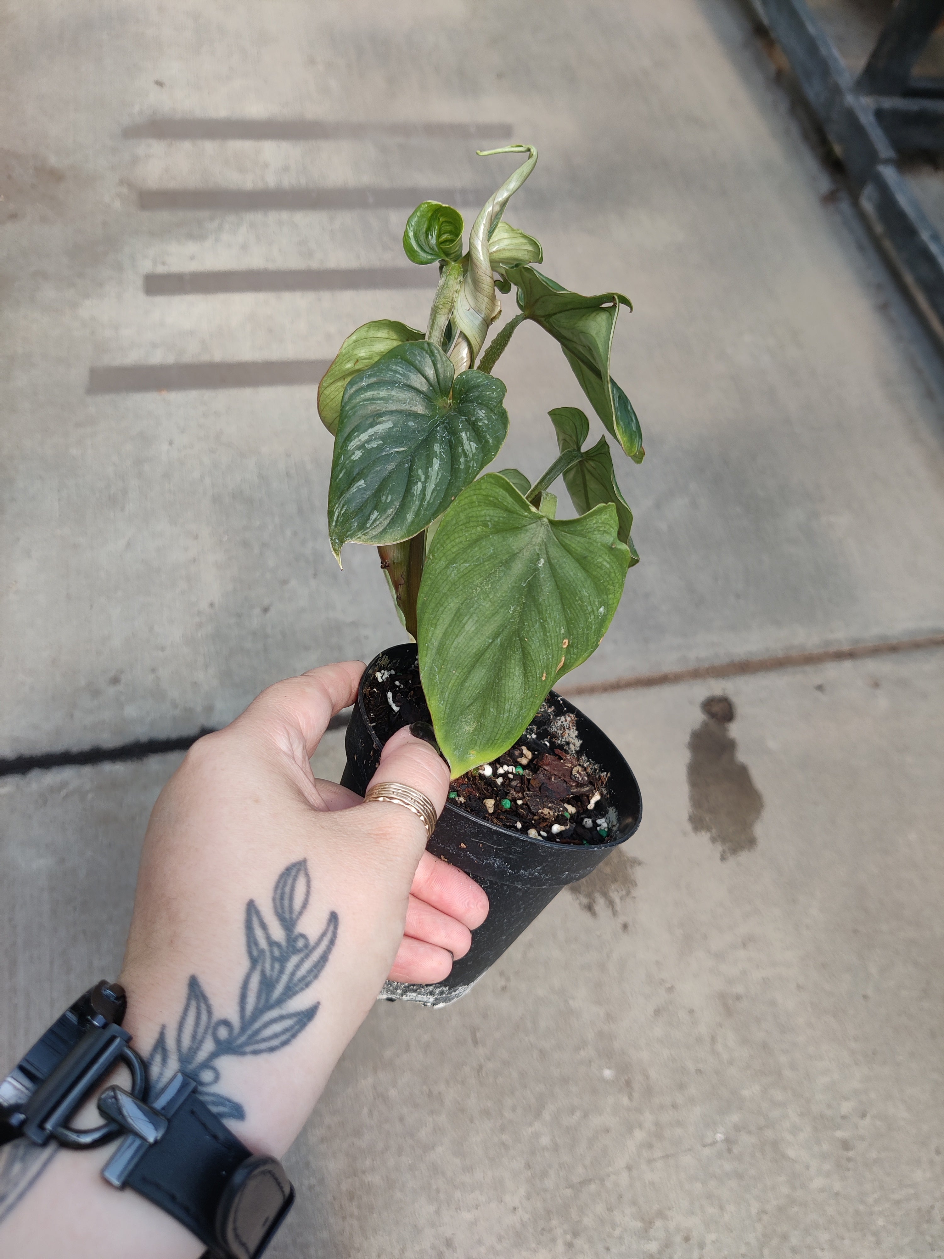 Philodendron, Plowmanii