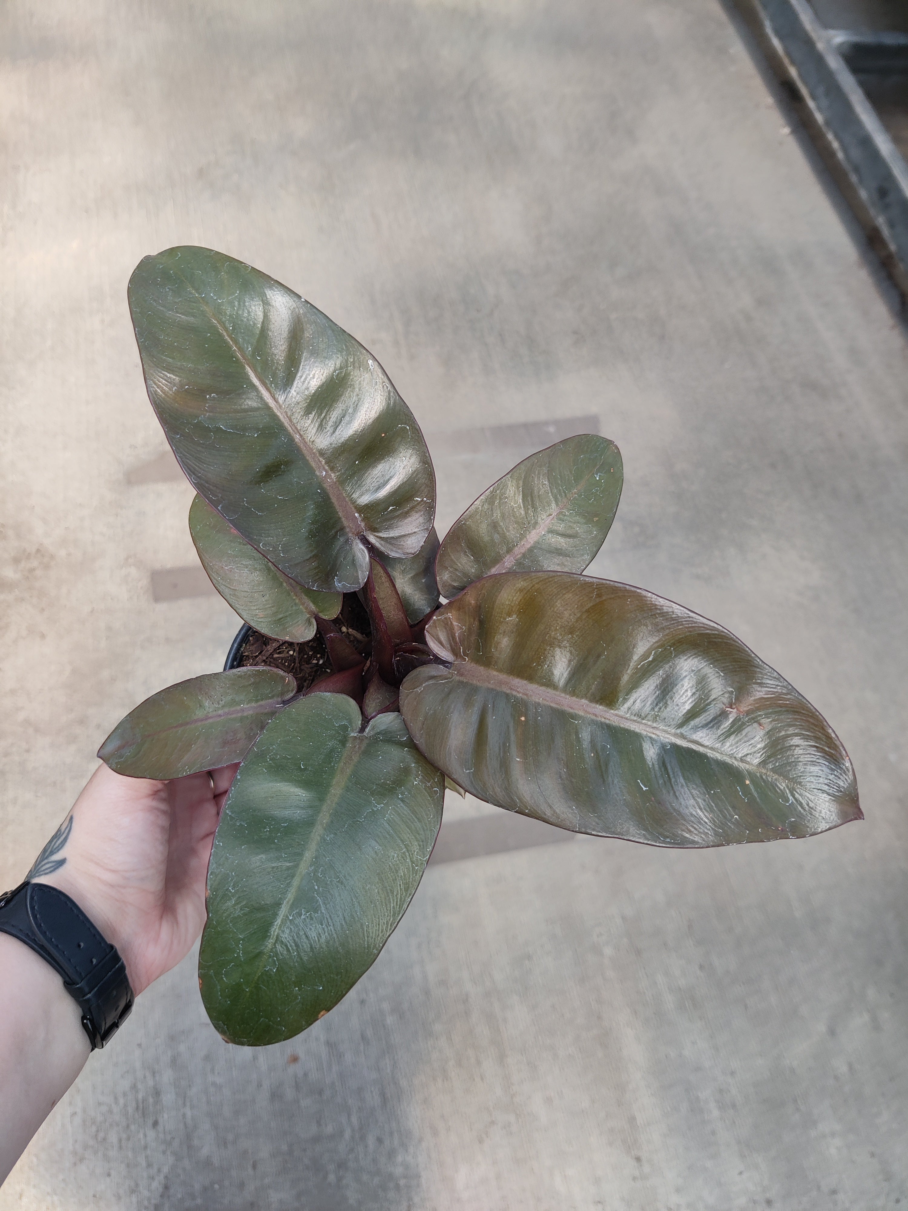 Philodendron, Red Moon