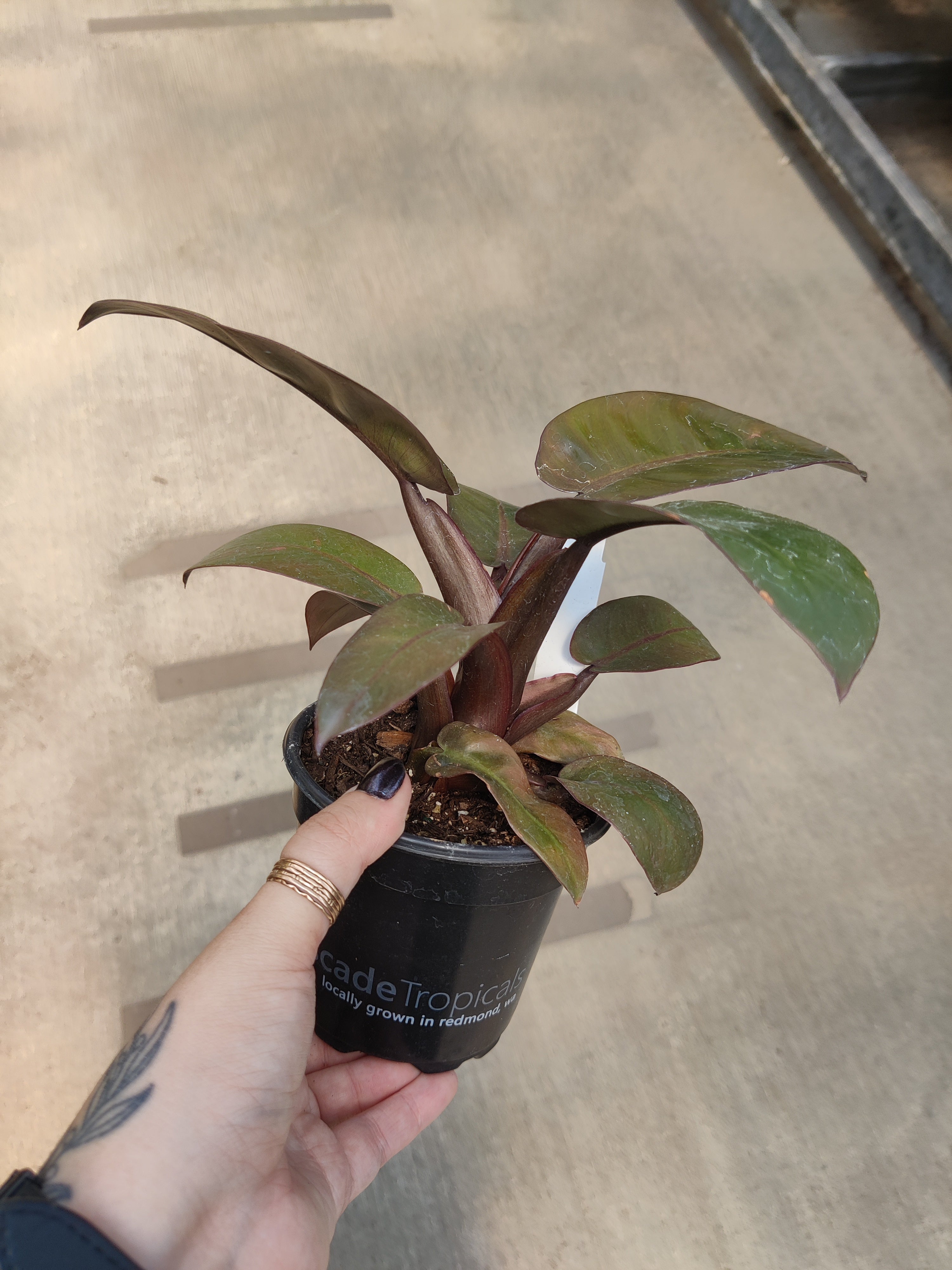 Philodendron, Red Moon