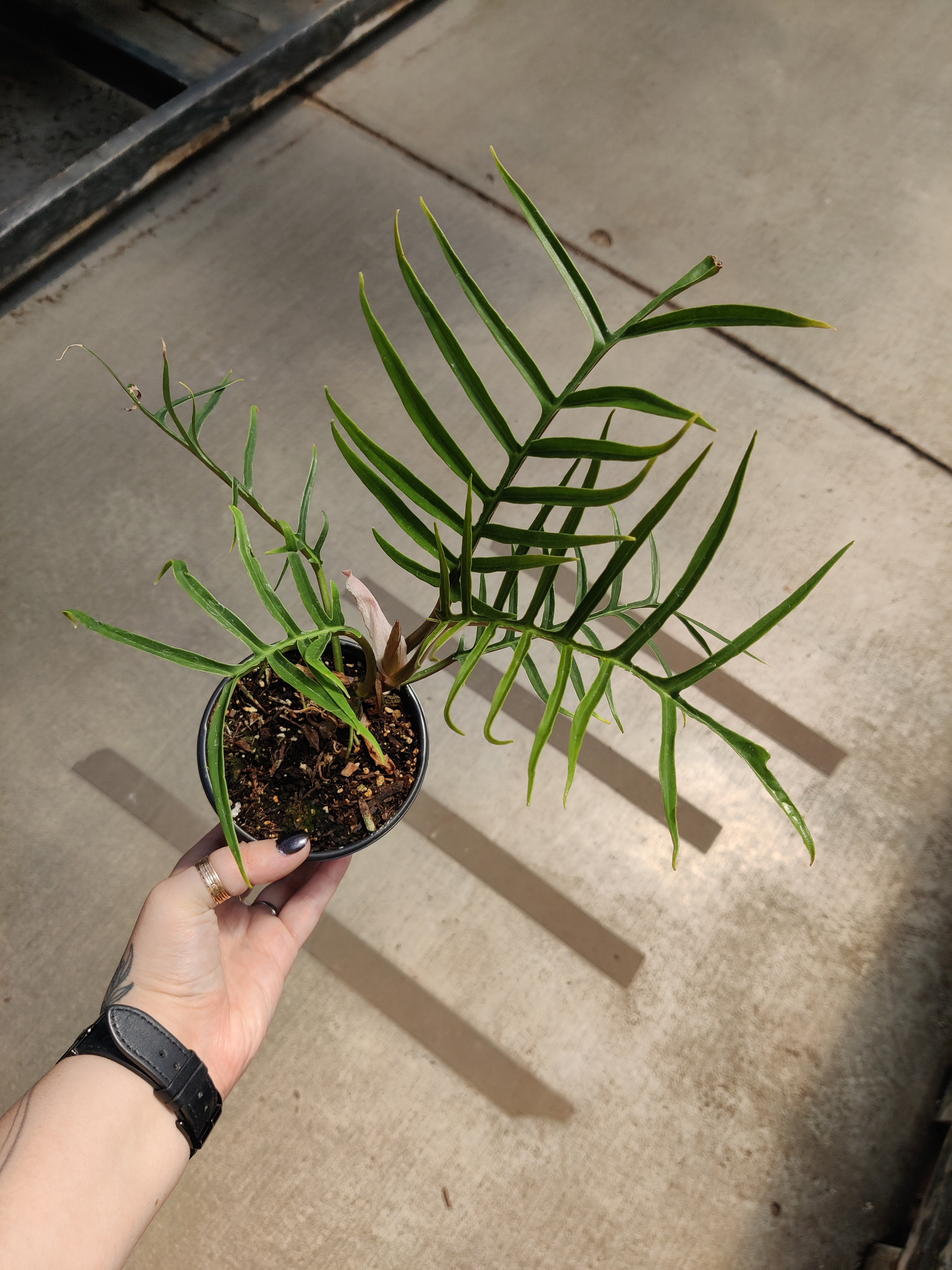 Philodendron, Tortum