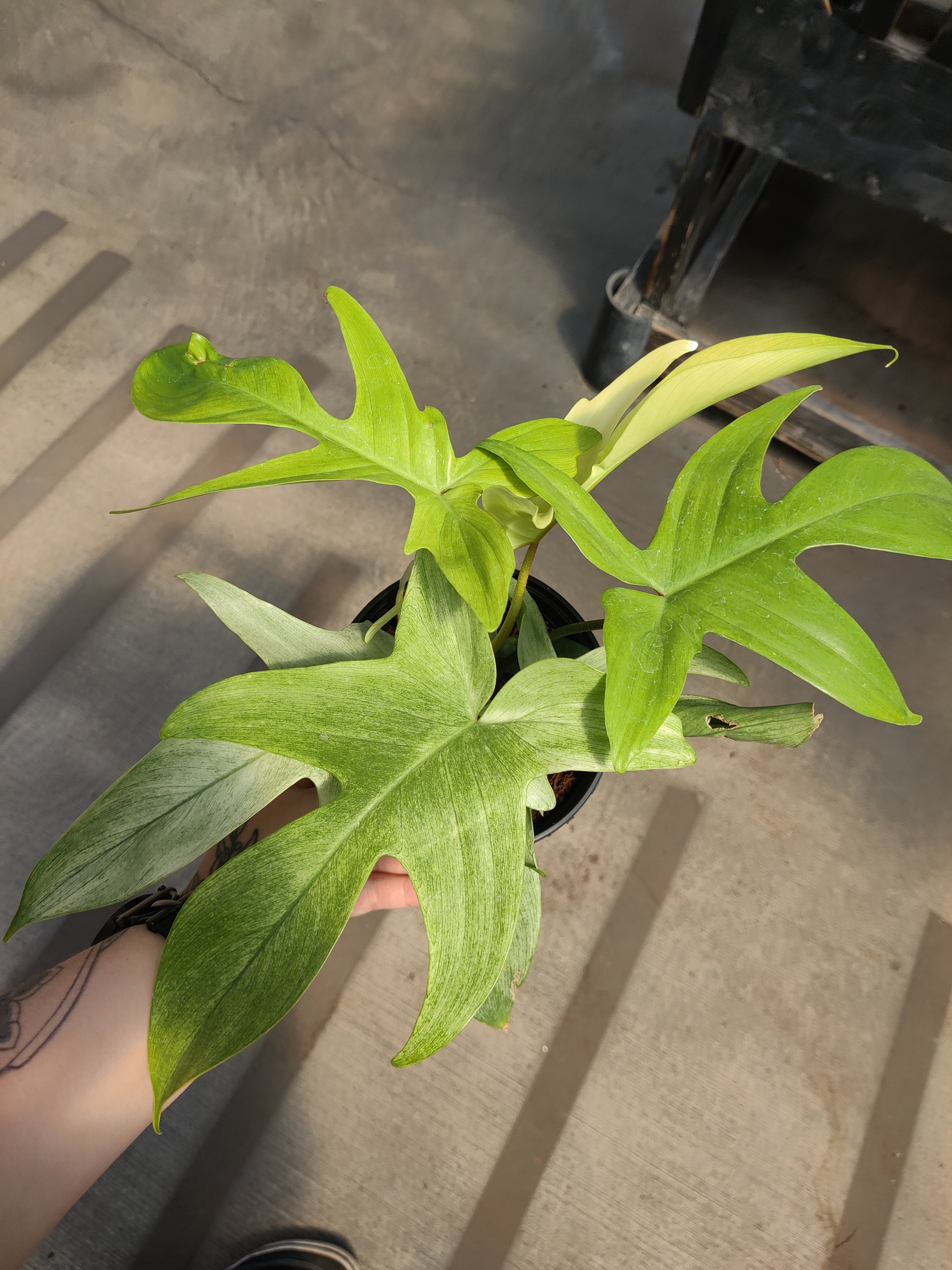 Philodendron, Florida Ghost