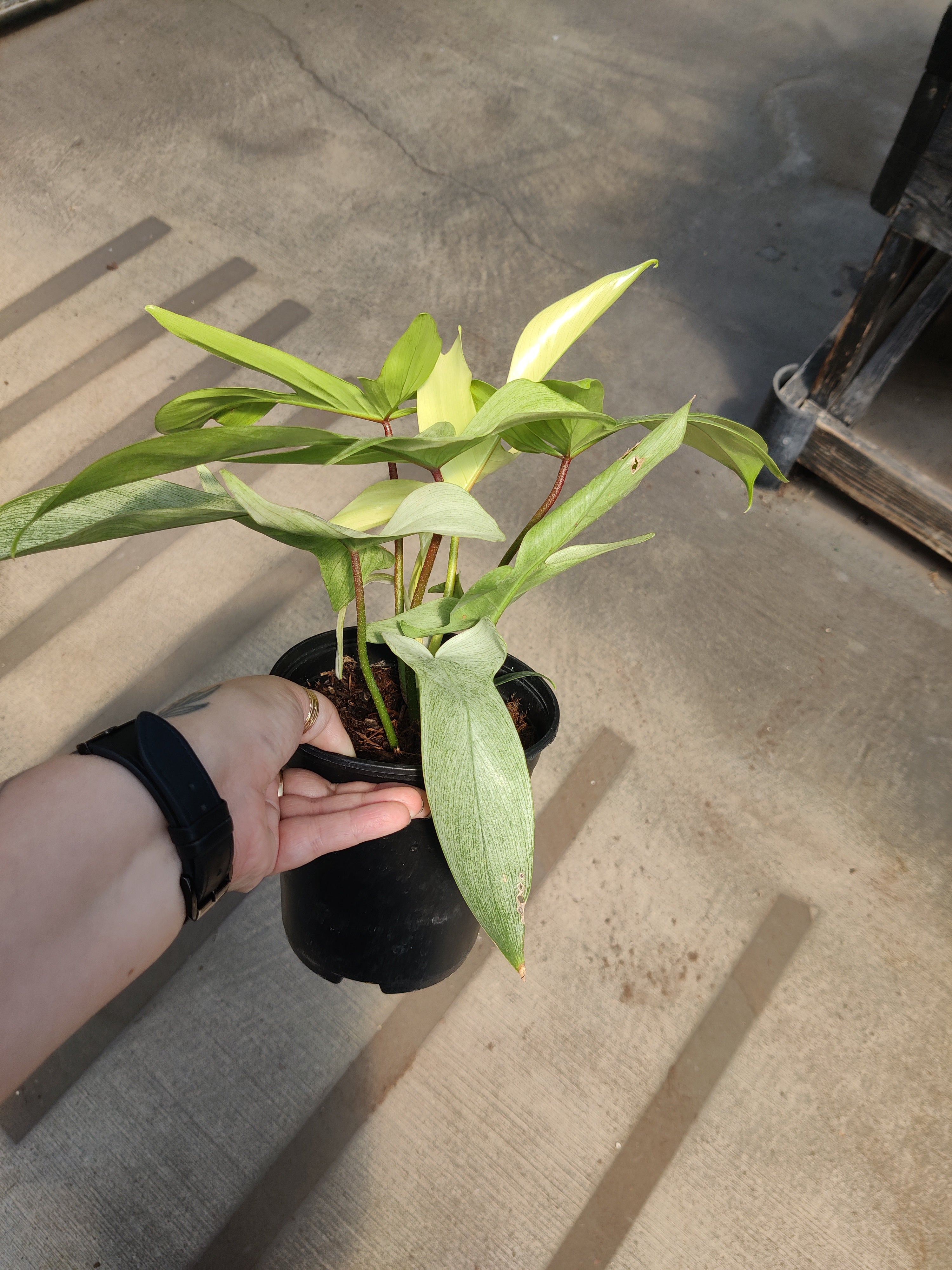 Philodendron, Florida Ghost