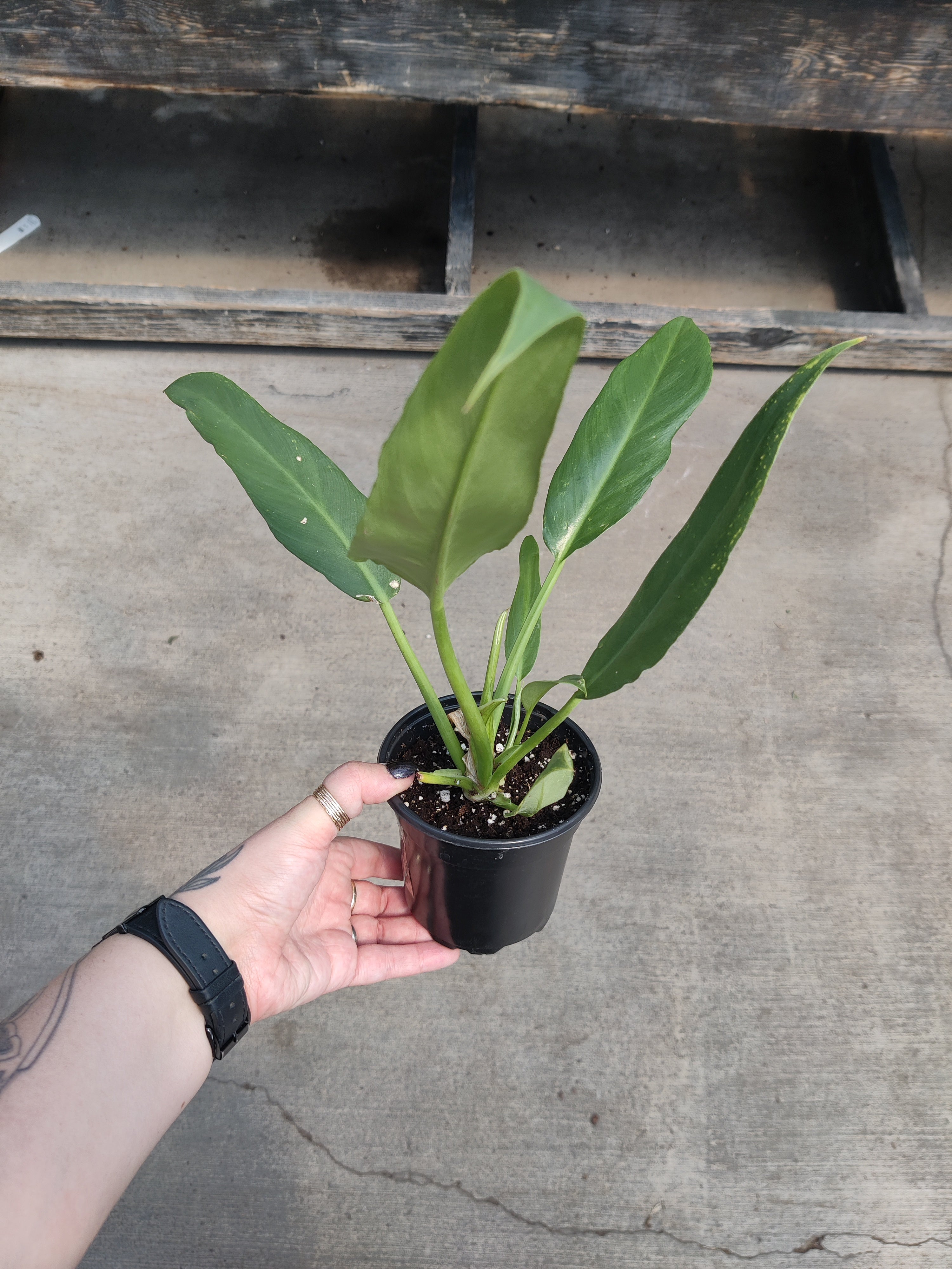 Philodendron, Olympiad