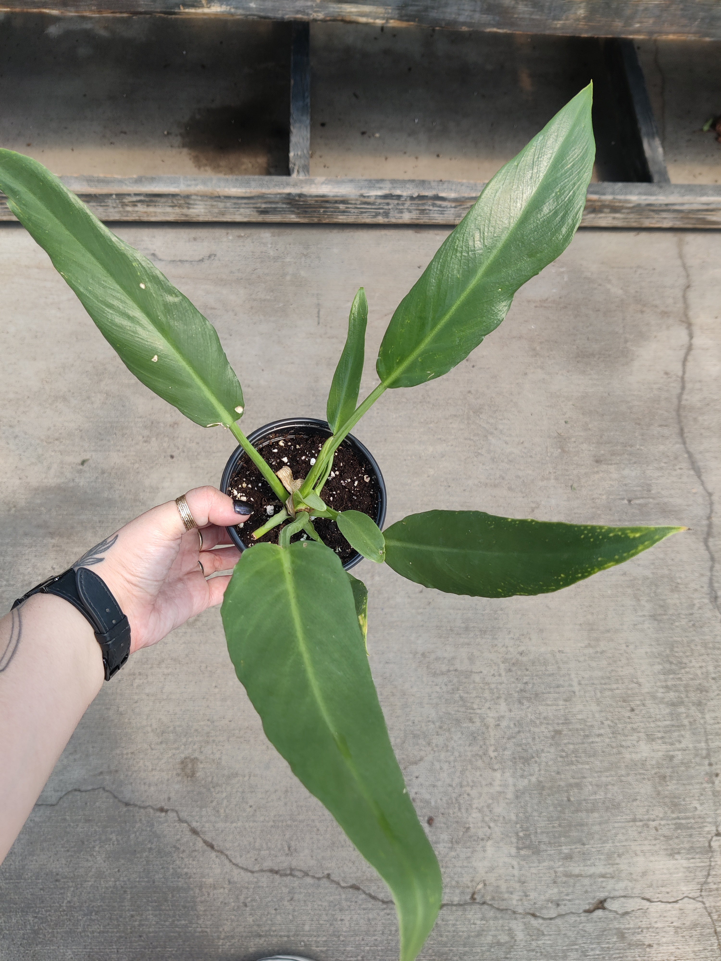 Philodendron, Olympiad