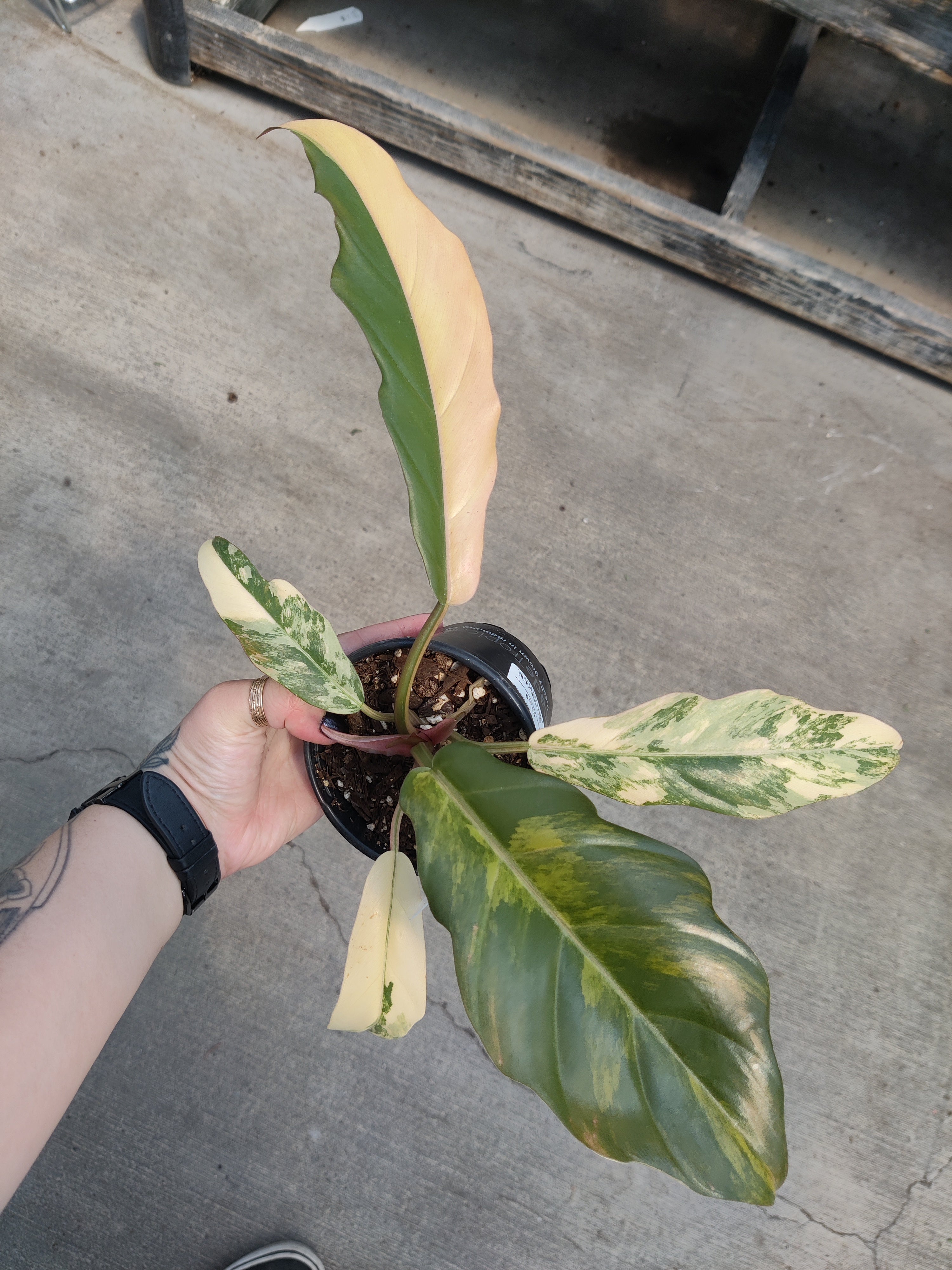 Philodendron, Caramel Marble