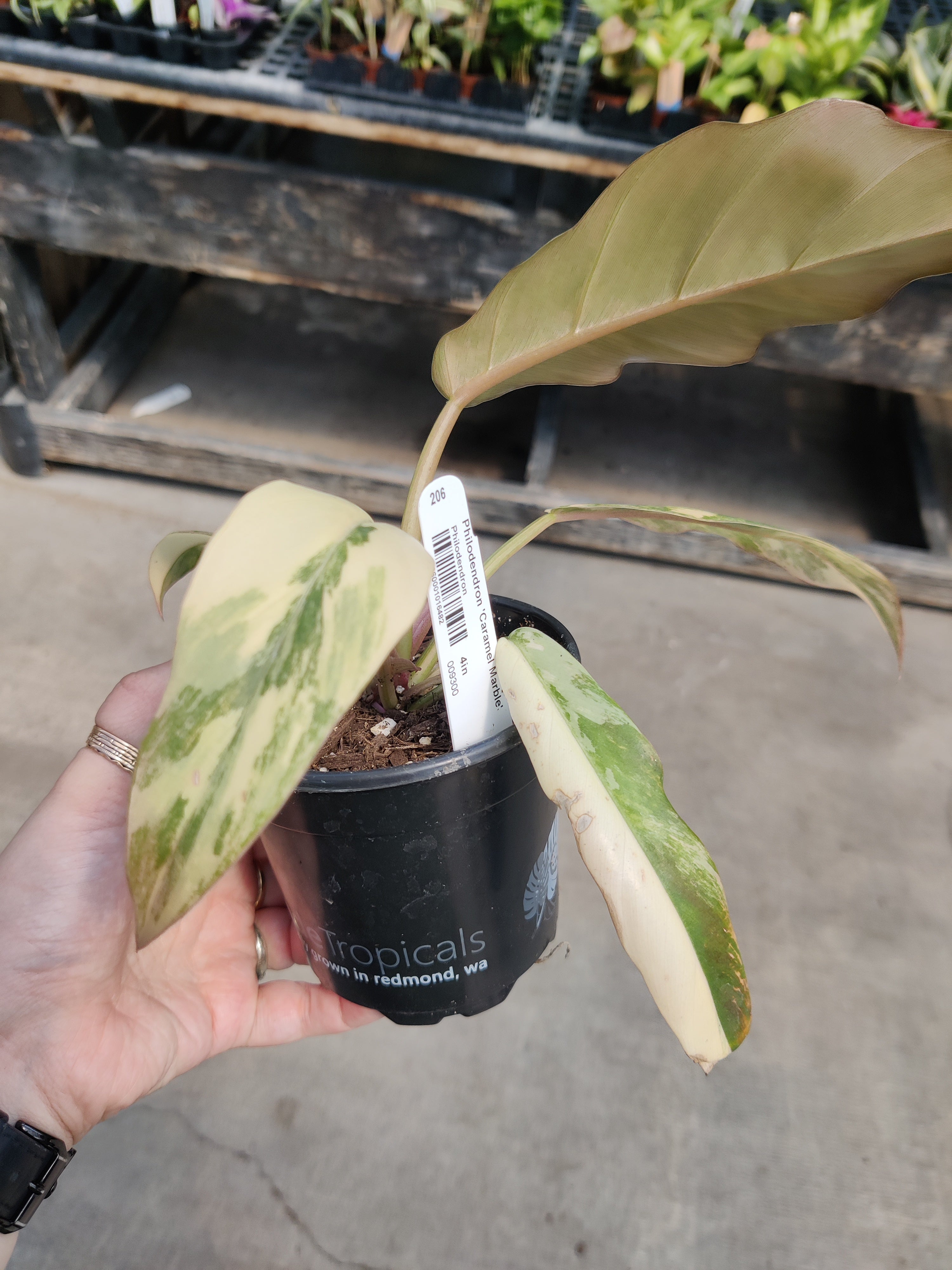 Philodendron, Caramel Marble