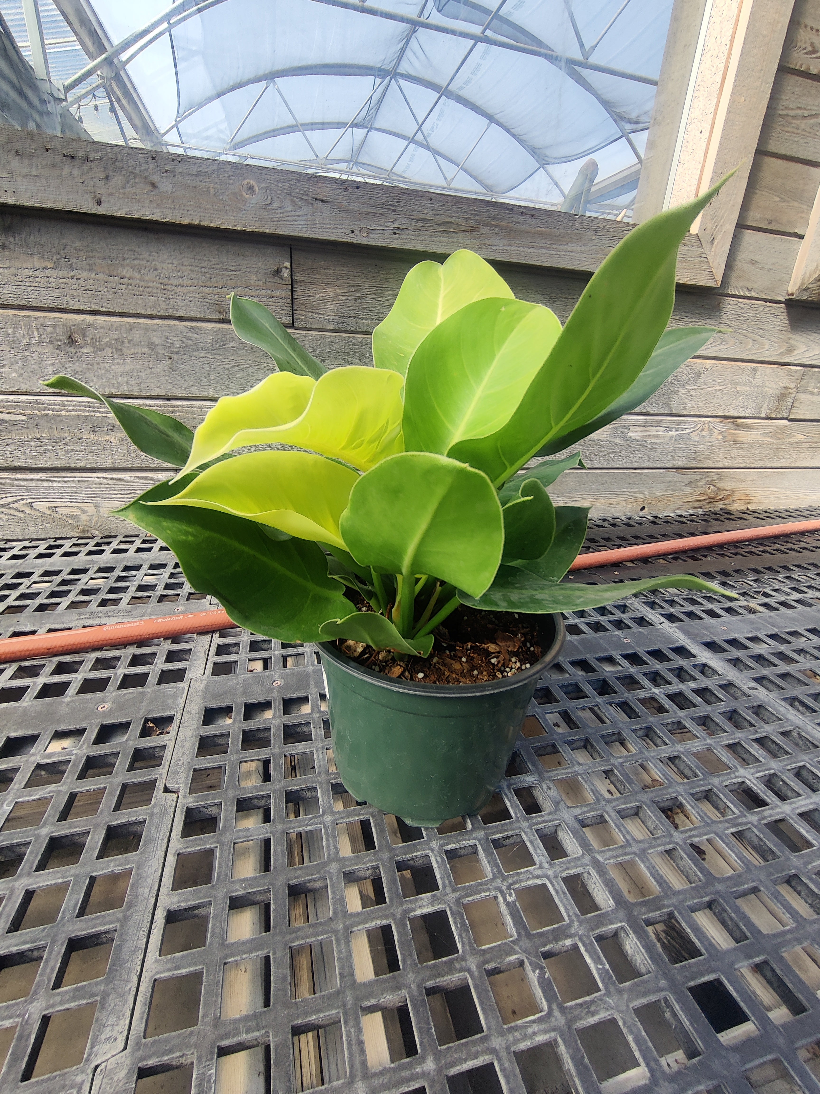 Philodendron, Moonlight