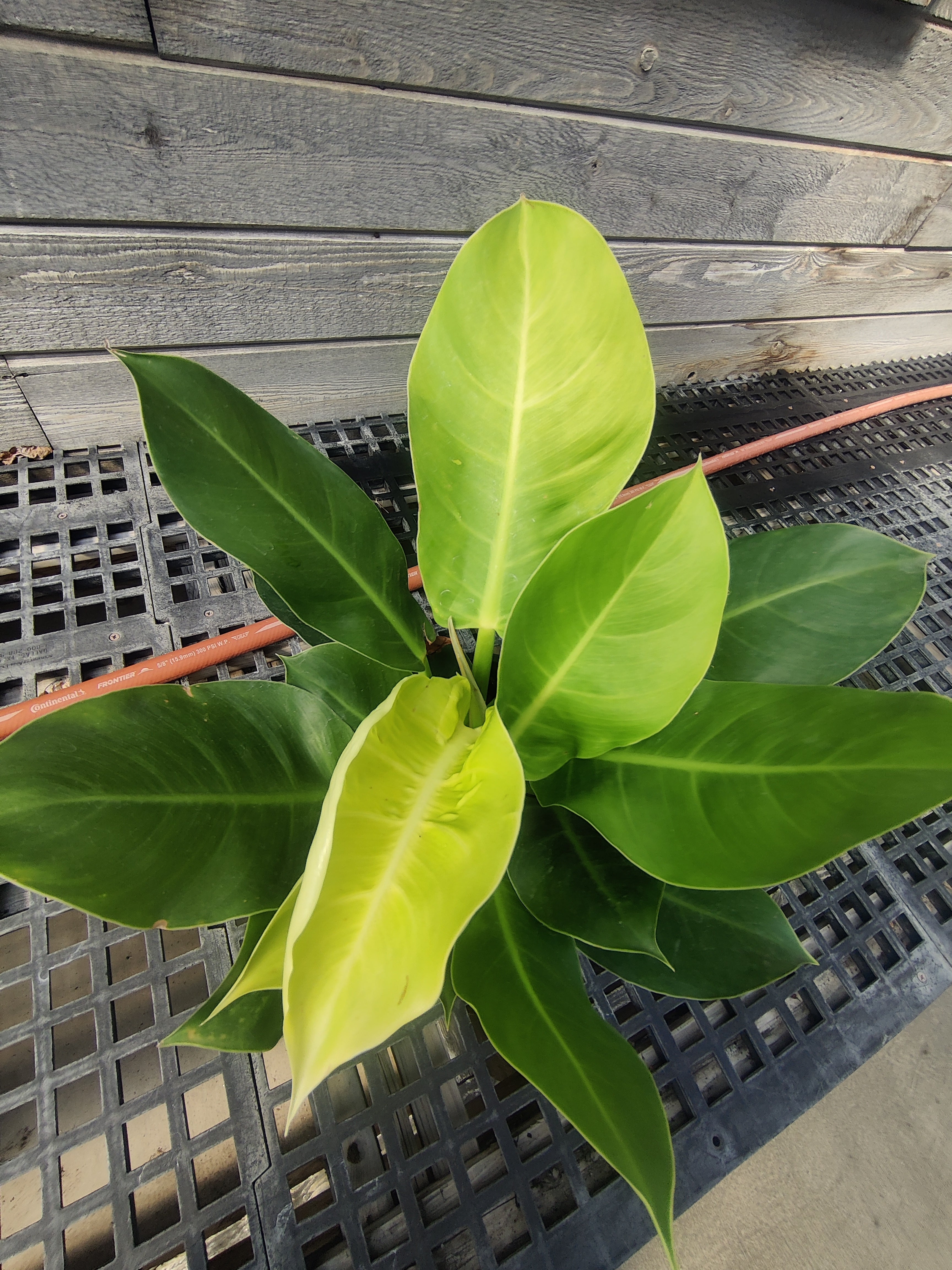Philodendron, Moonlight