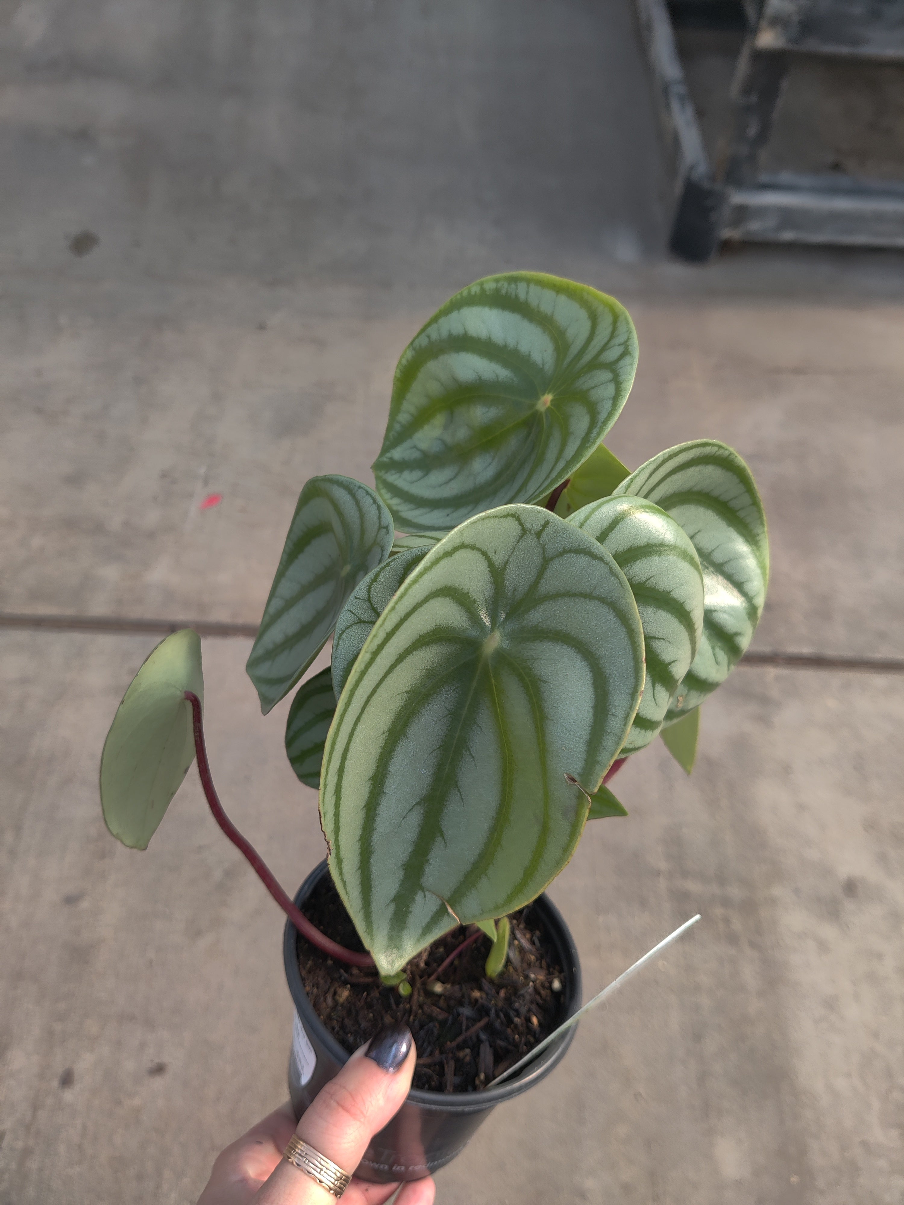 Peperomia, Watermelon