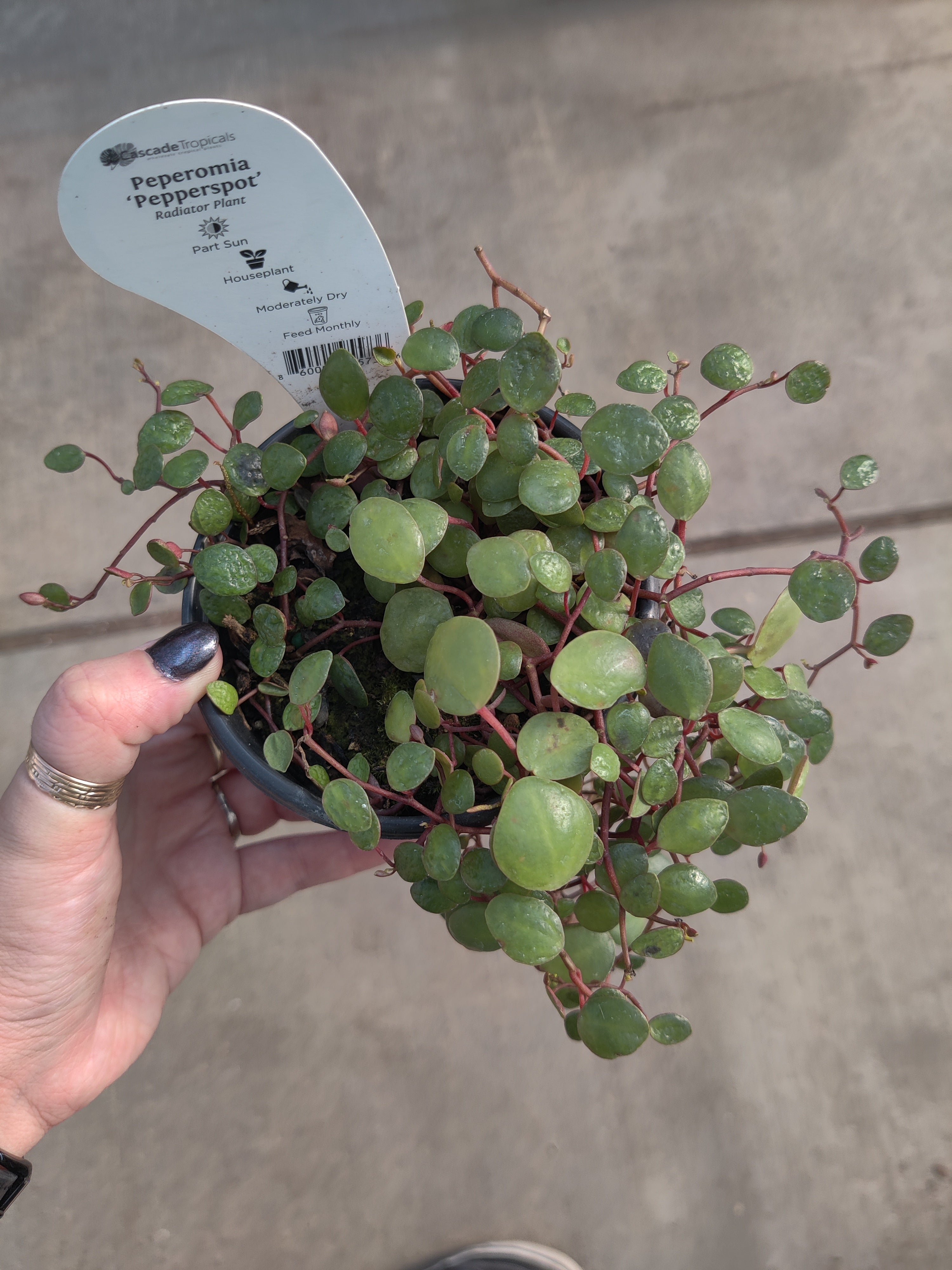 Peperomia, Pepperspot