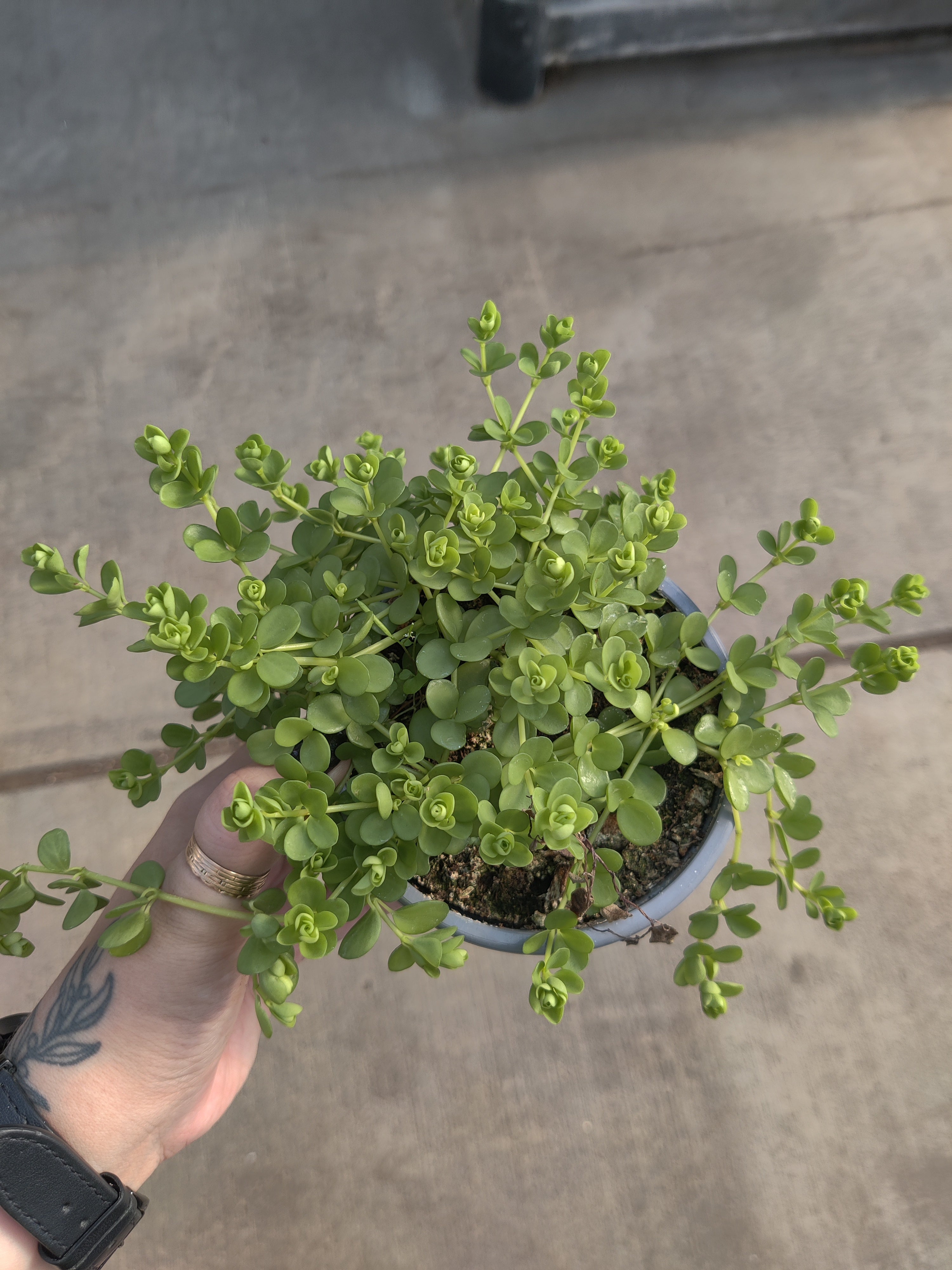 Peperomia, Deppeana