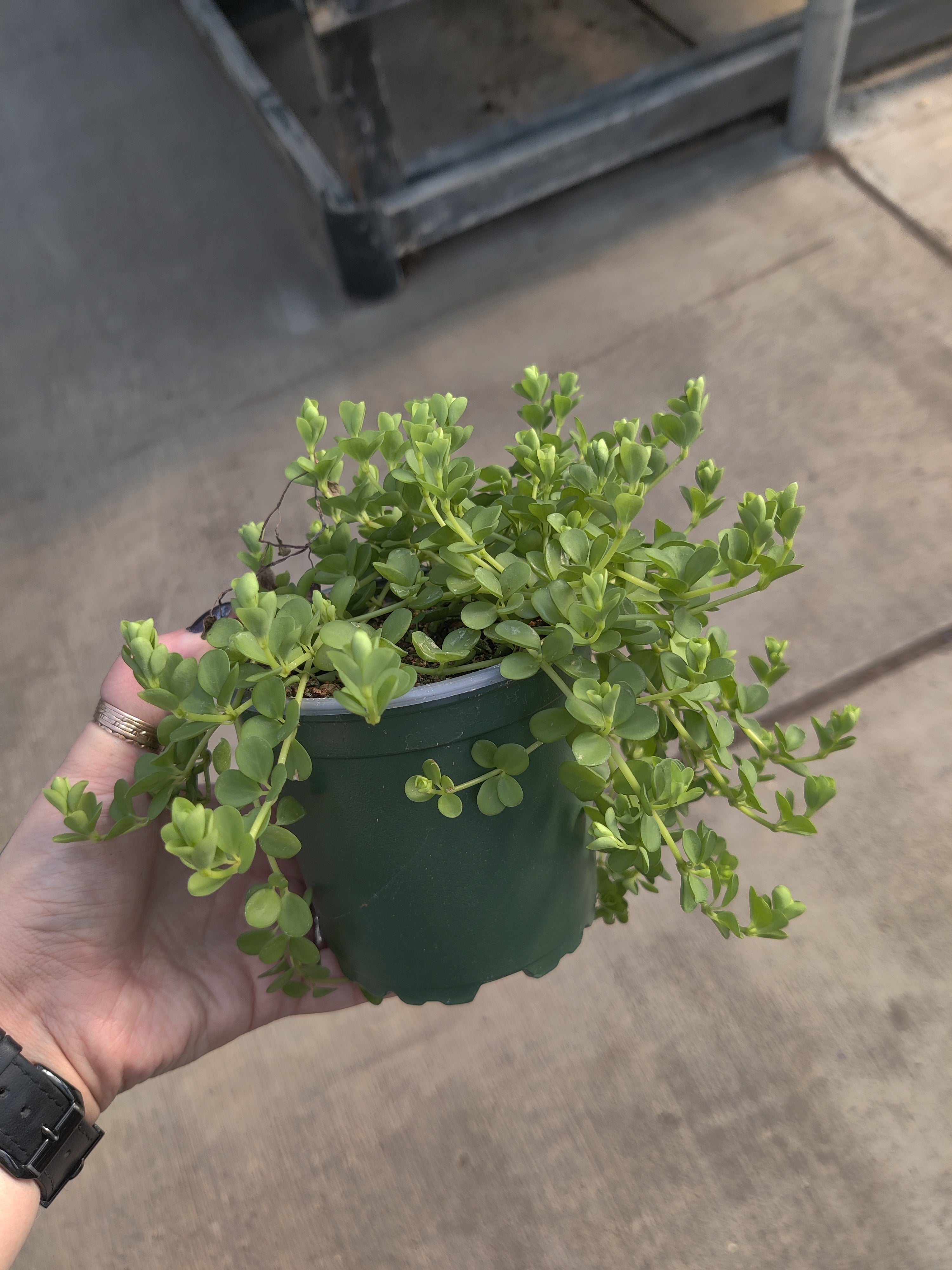 Peperomia, Deppeana