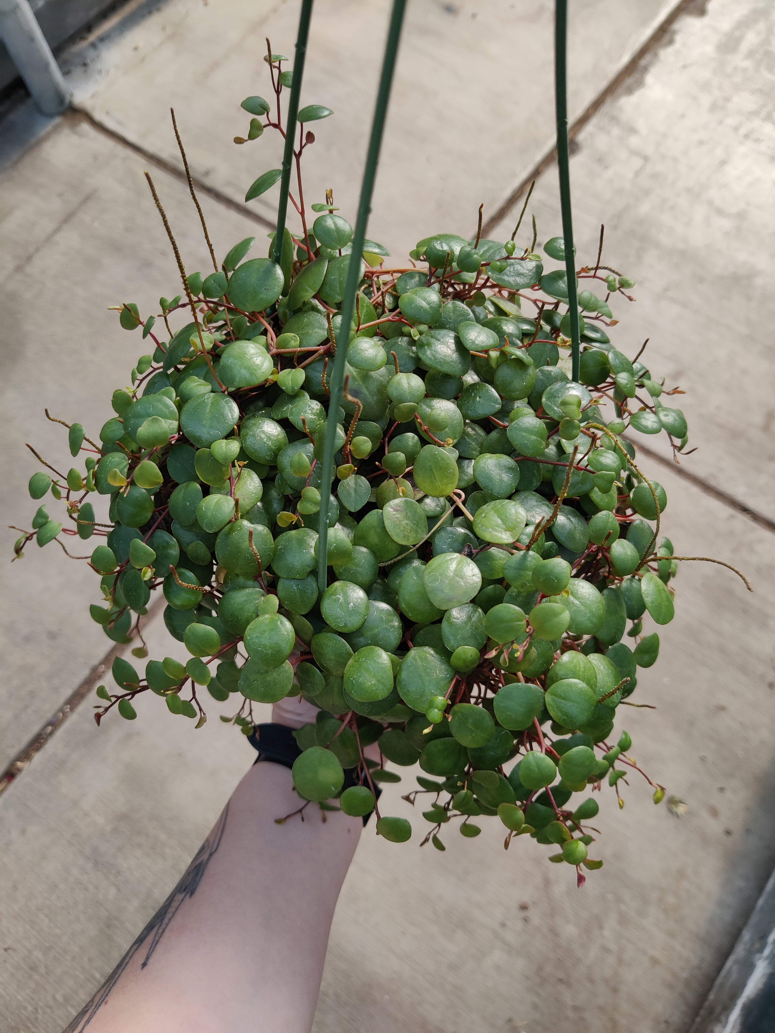 Peperomia, Pepperspot