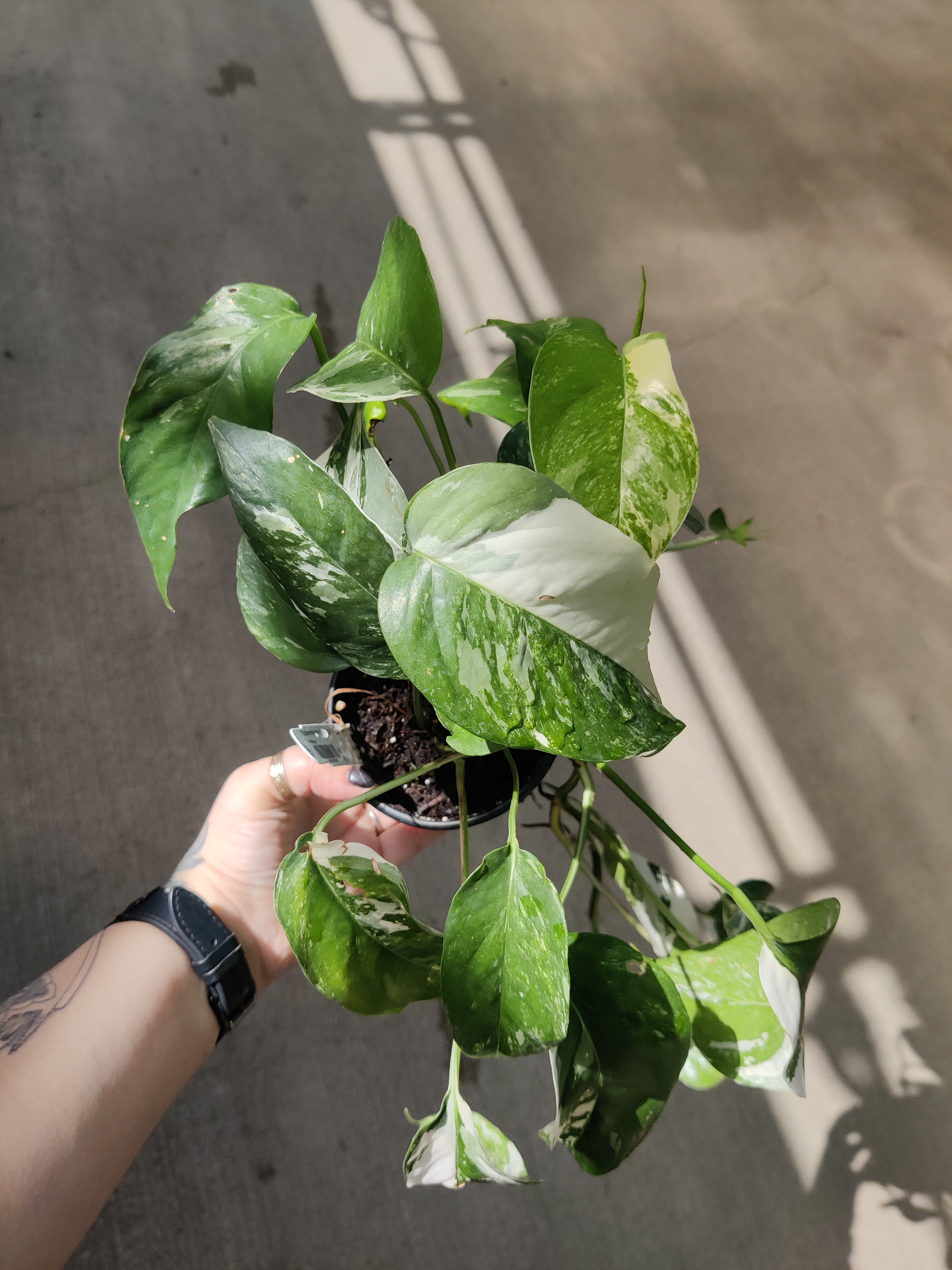 Pothos, Albo Variegated
