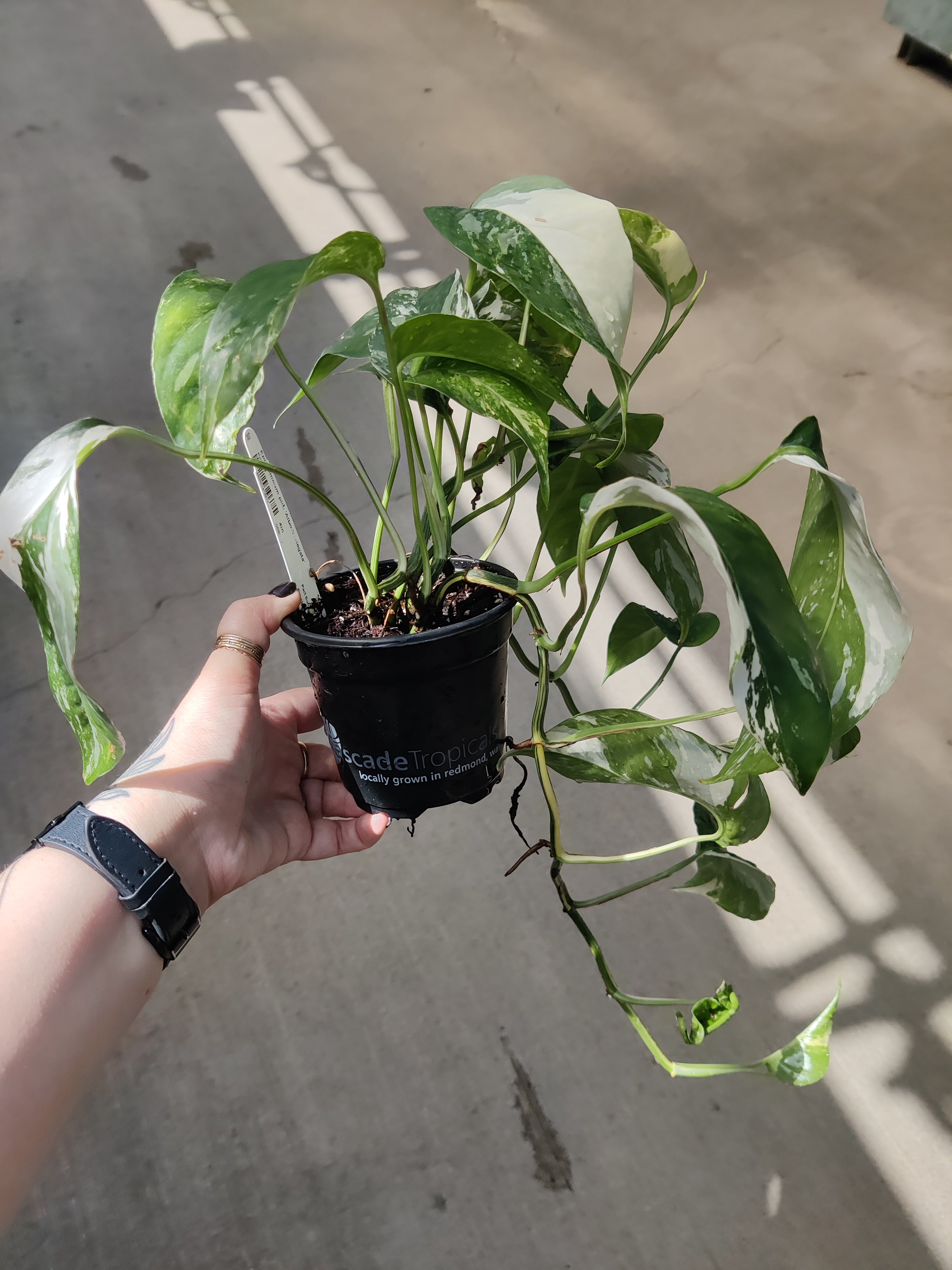 Pothos, Albo Variegated