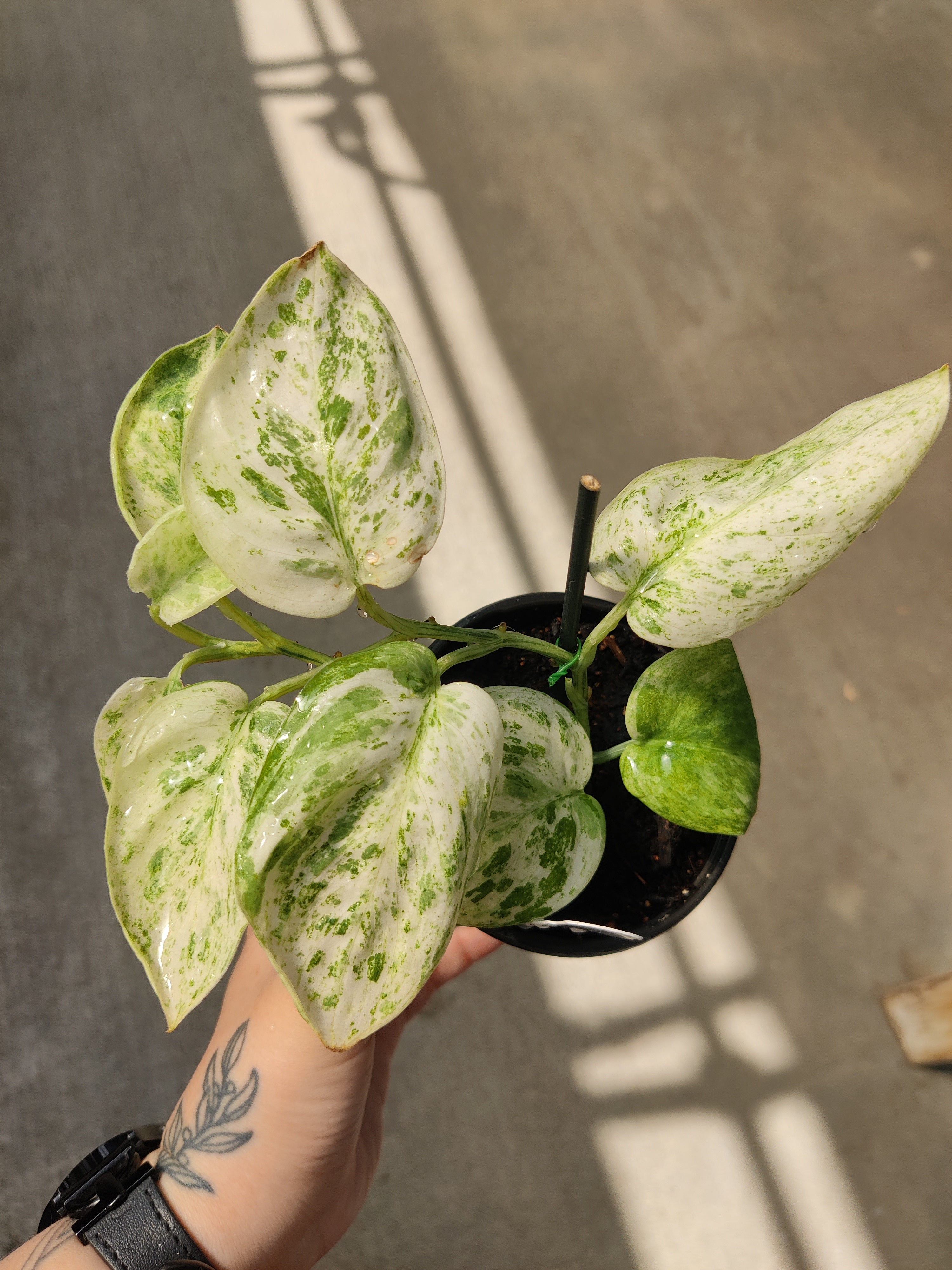 Pothos, Peasun