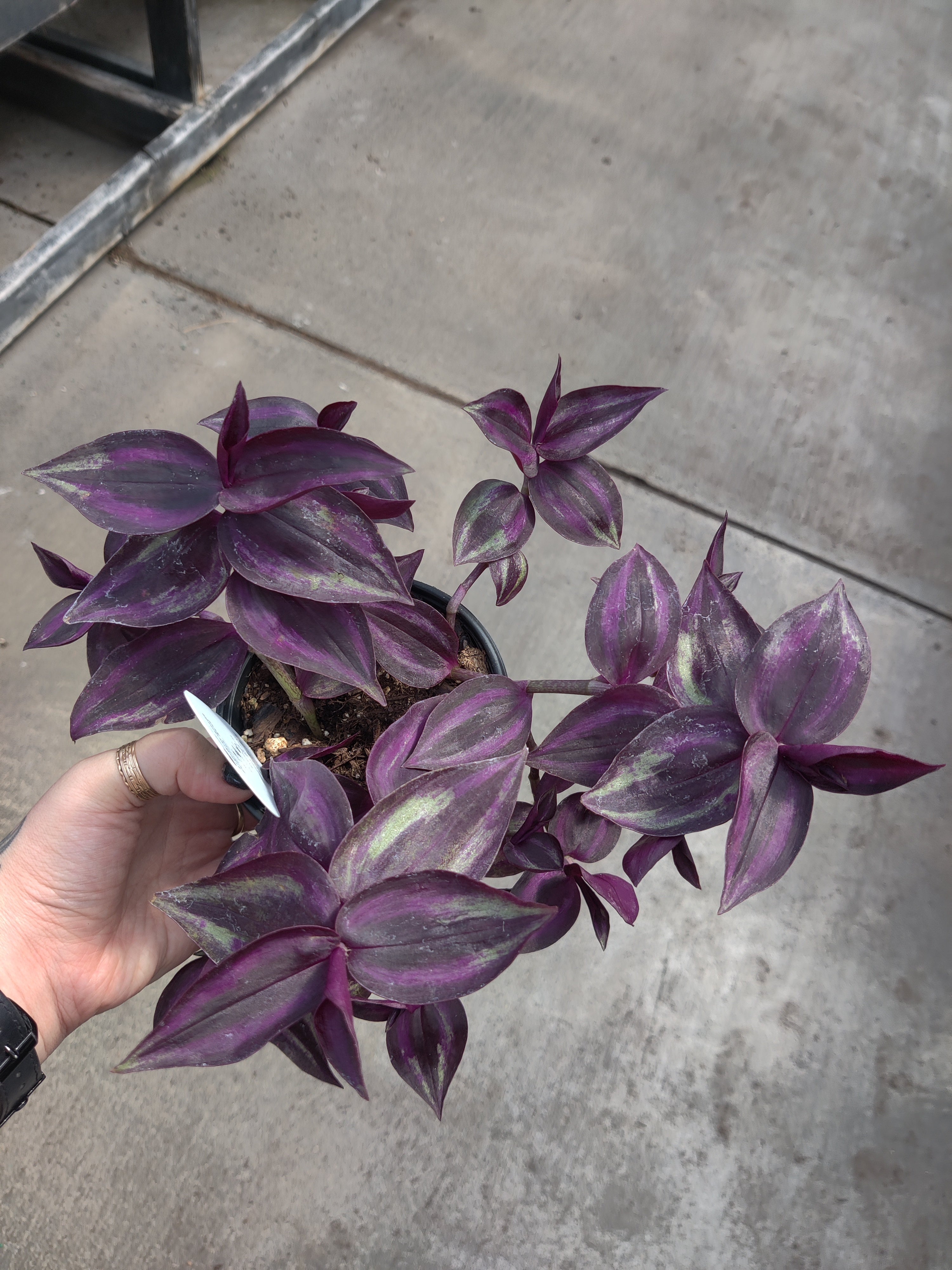 Wandering Jude, Zebrina Red