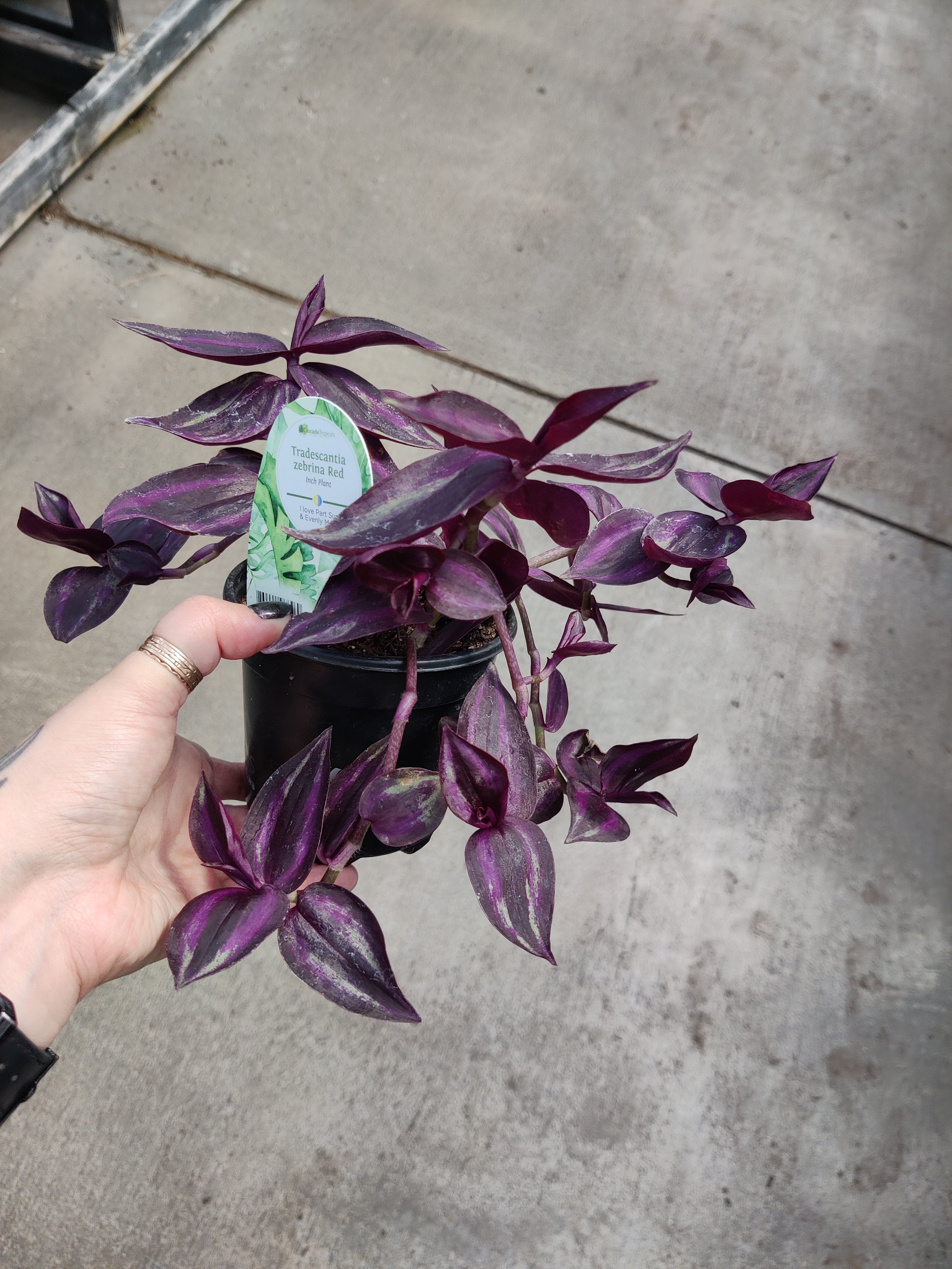 Wandering Jude, Zebrina Red