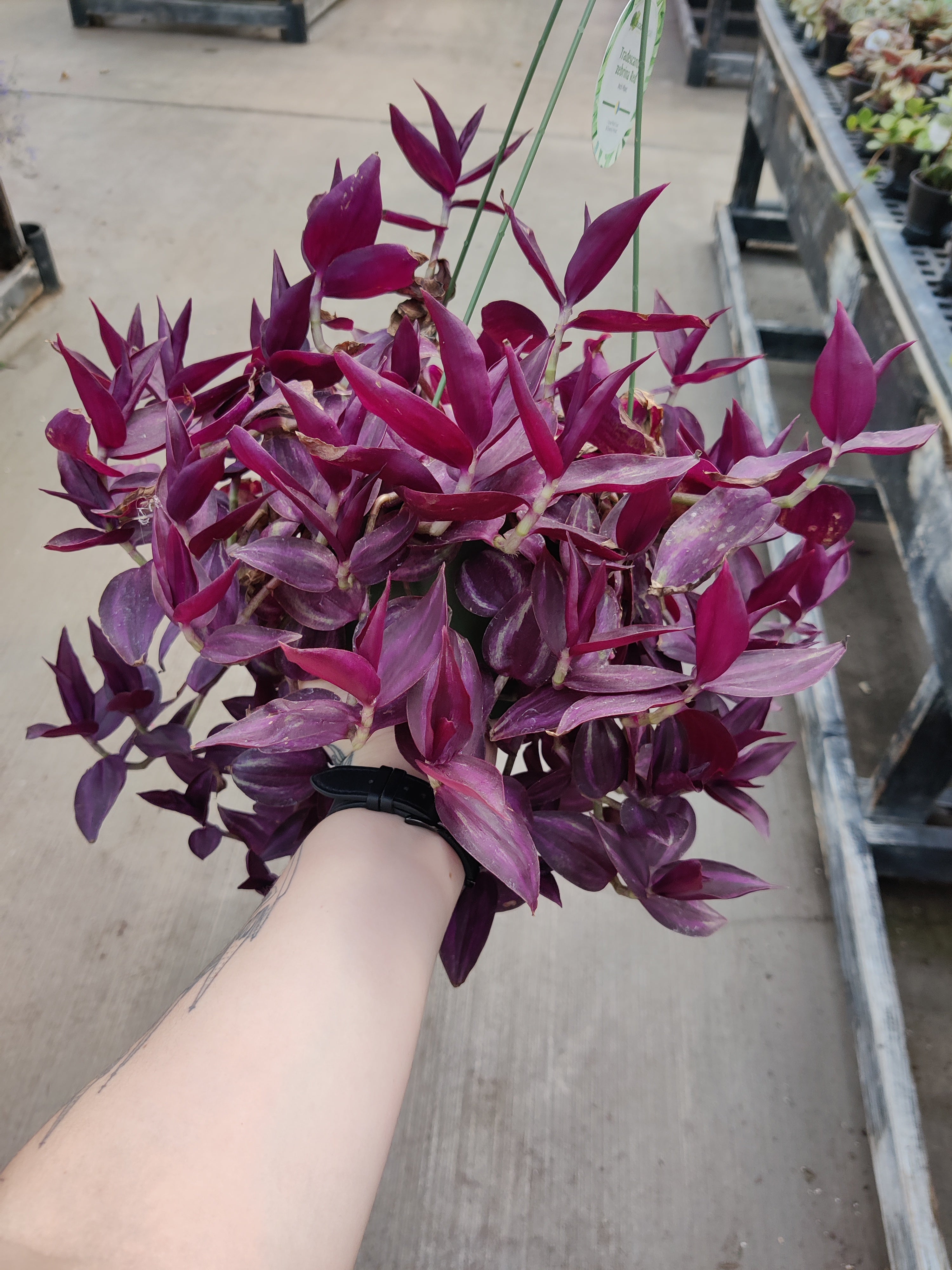 Wandering Jude, Zebrina Red