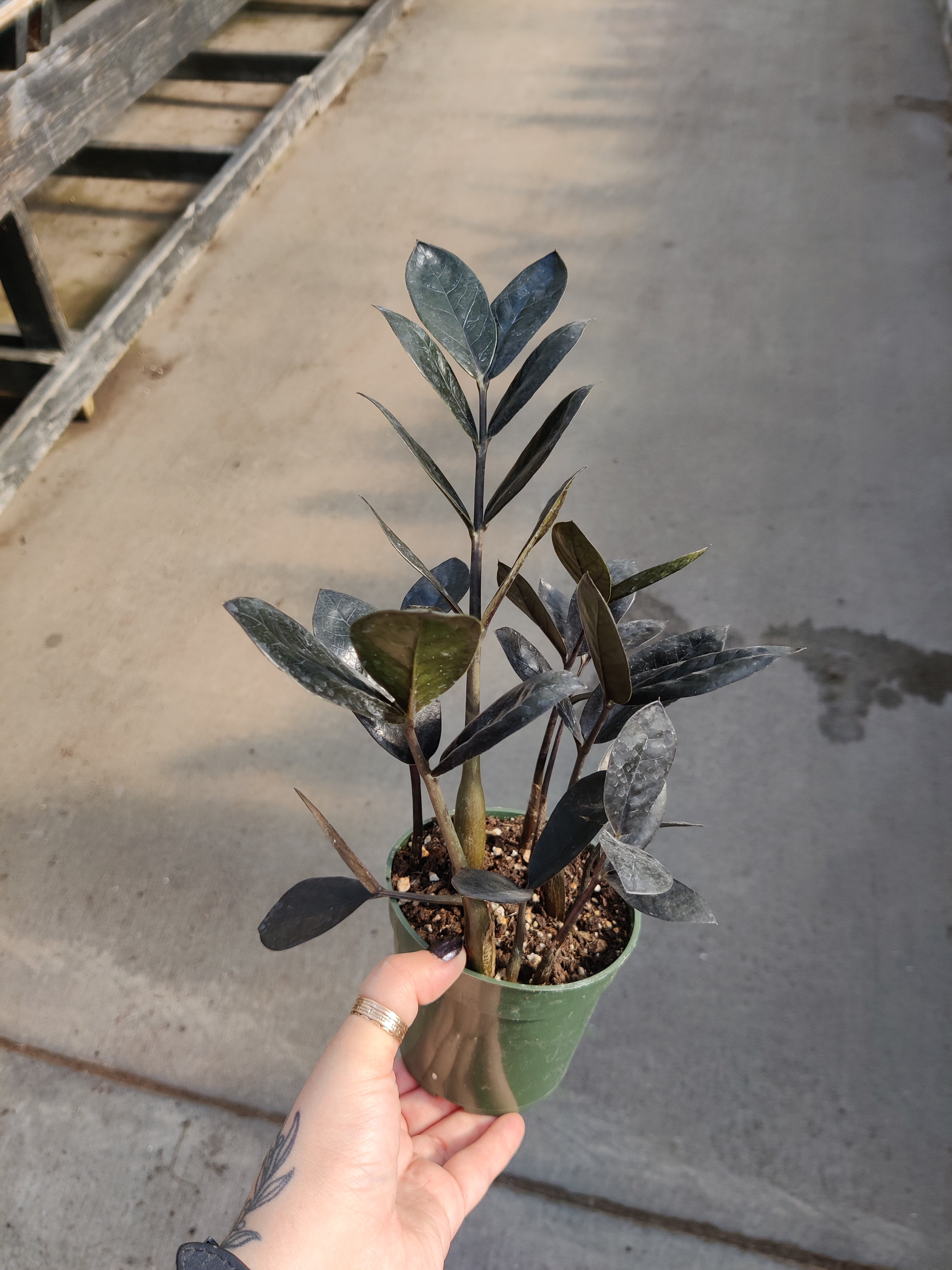ZZ Plant, Black Queen