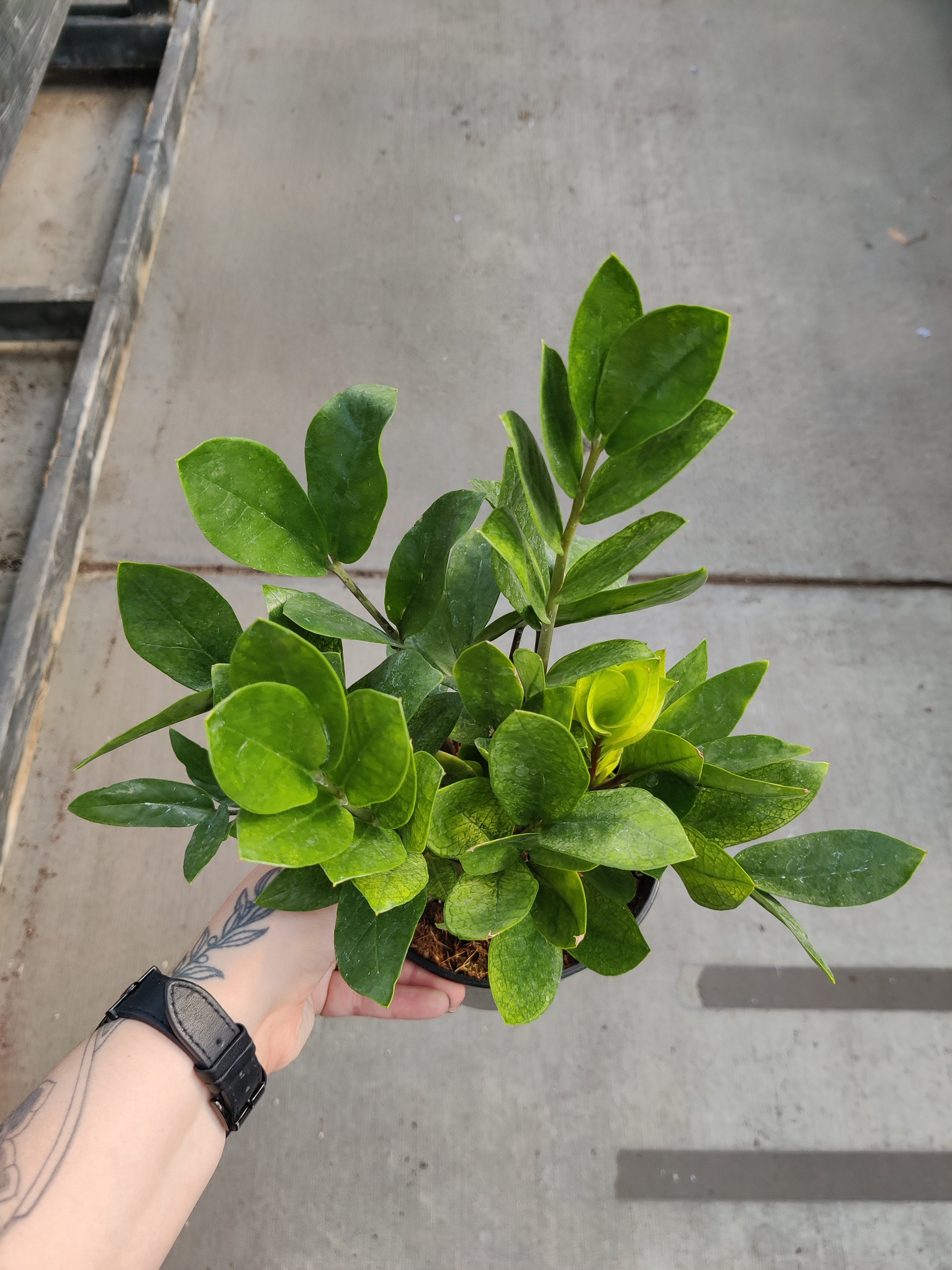 ZZ Plant, Chameleon