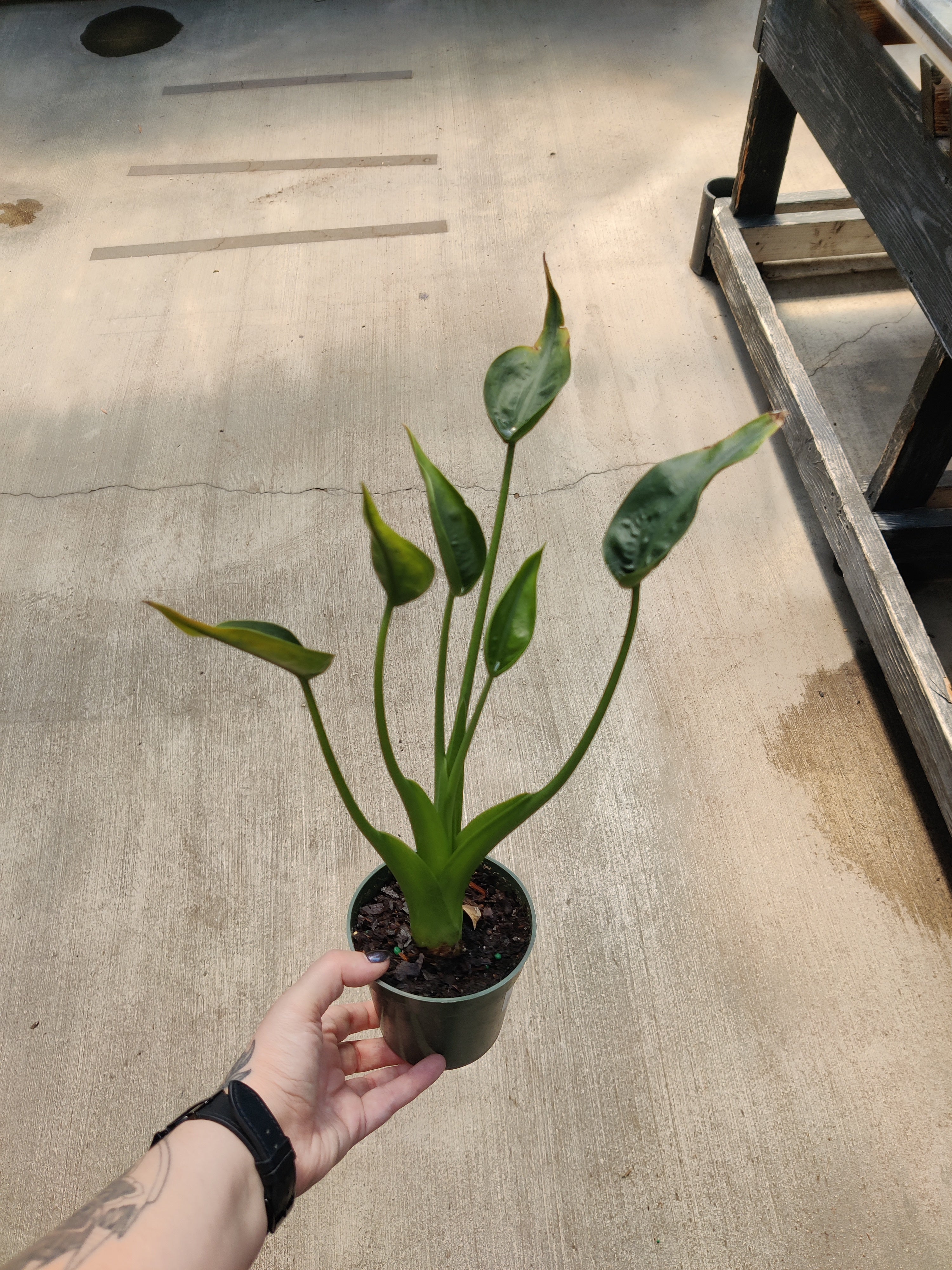 Alocasia, Tiny Dancer