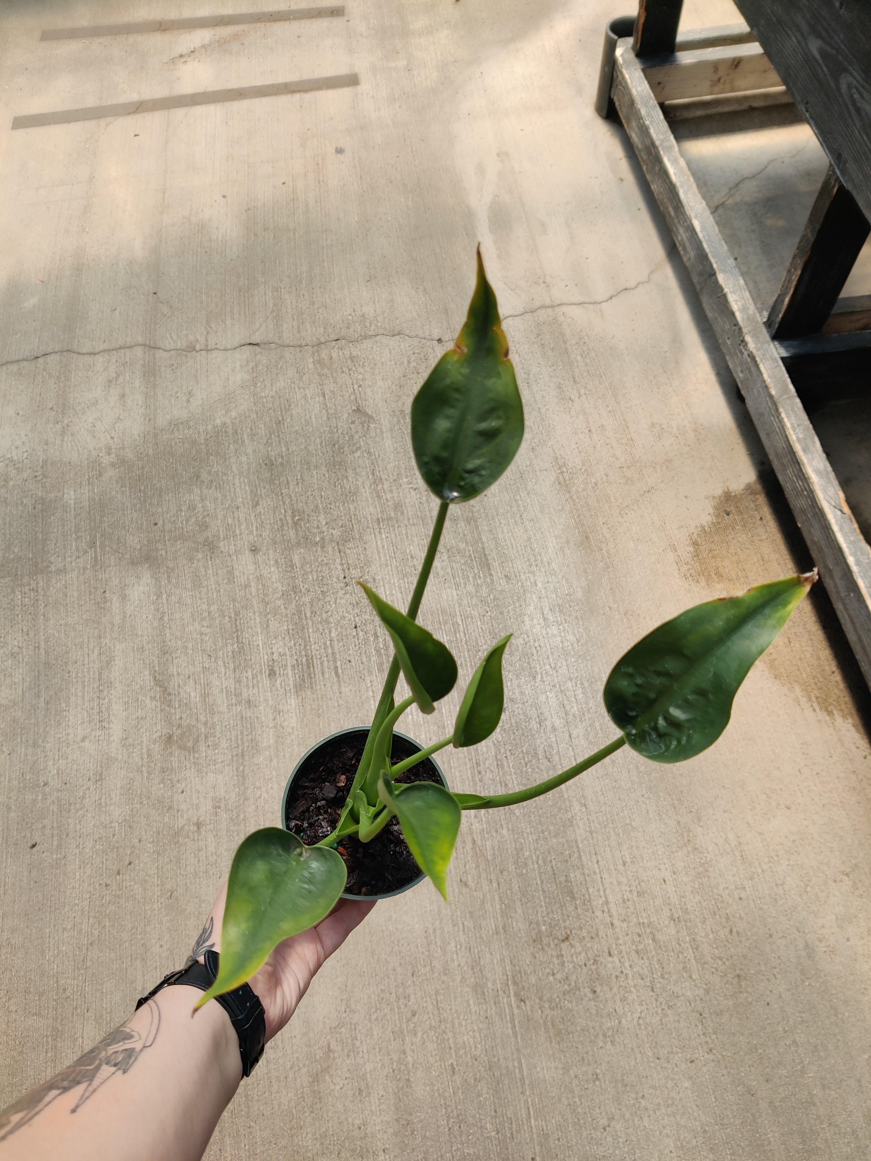 Alocasia, Tiny Dancer