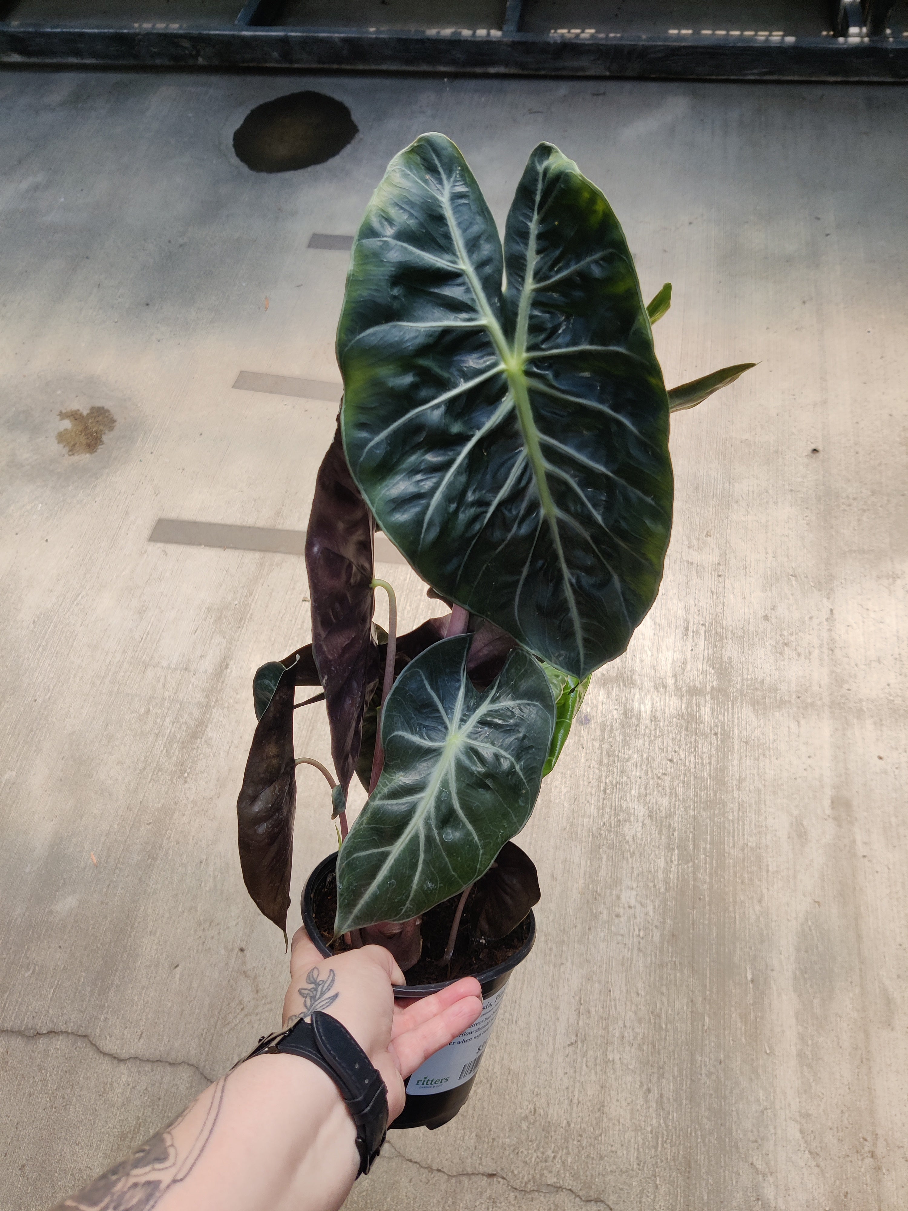 Alocasia, Pink Dragon
