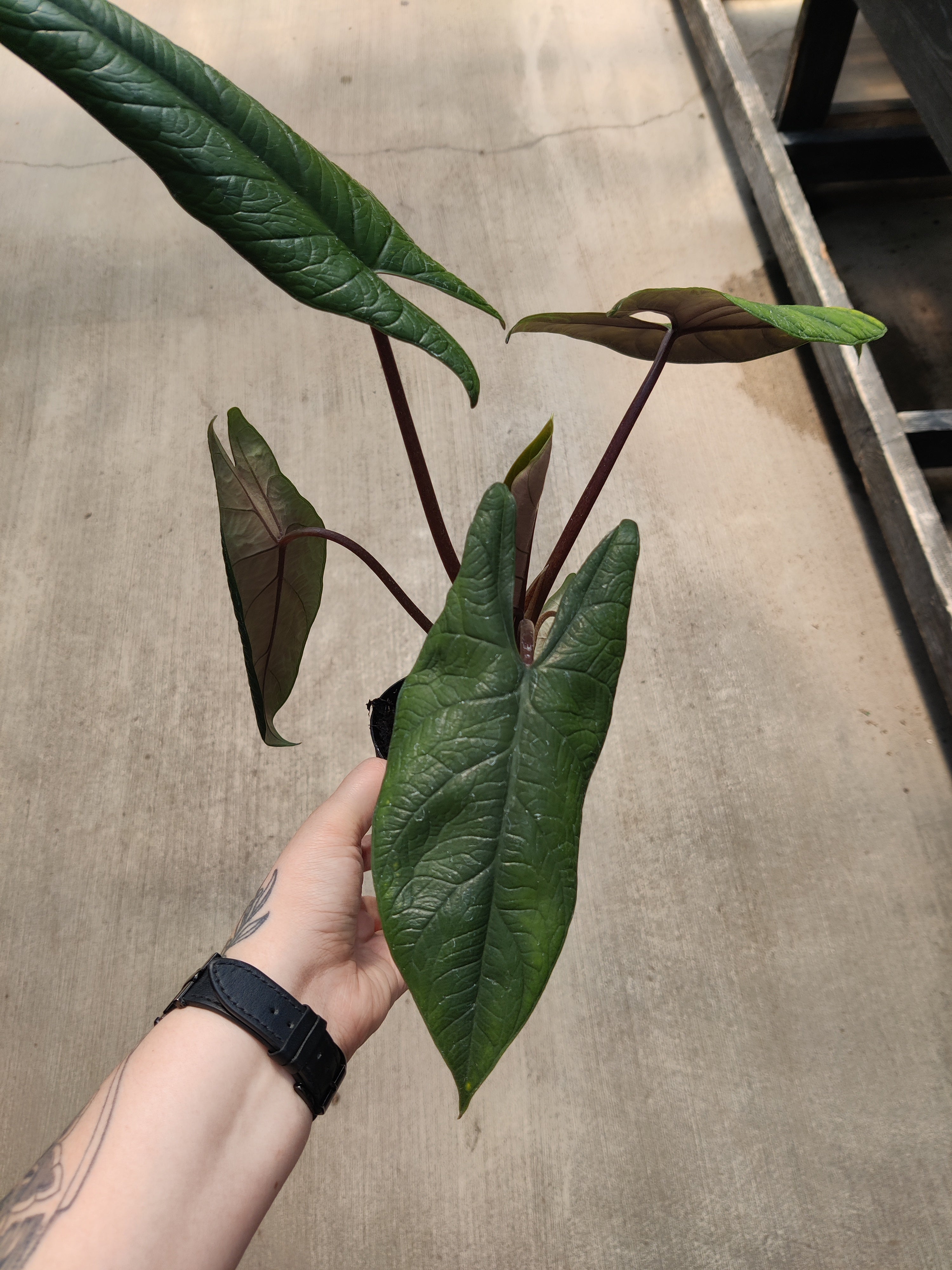 Alocasia, Scalprum