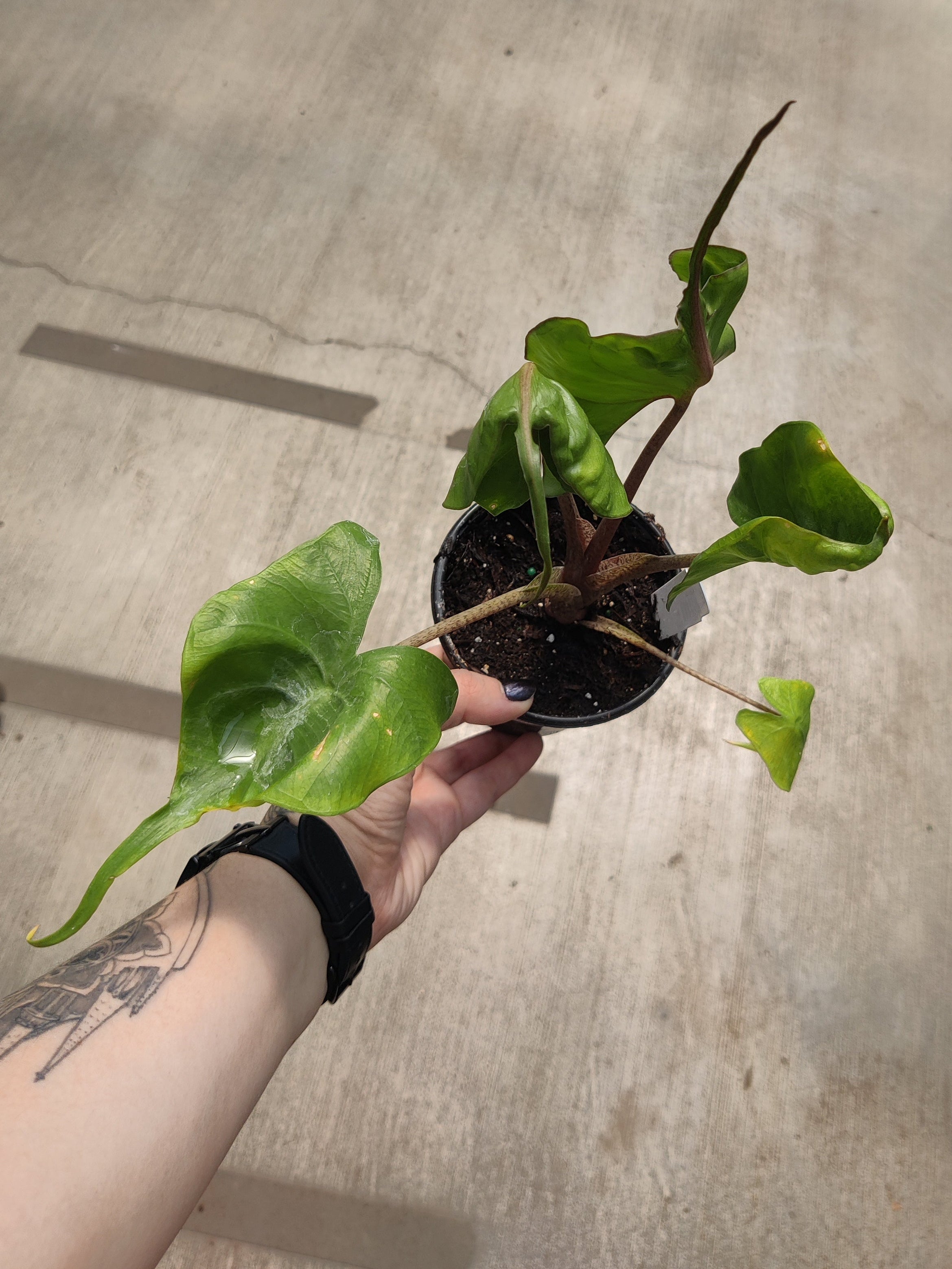 Alocasia, Stingray