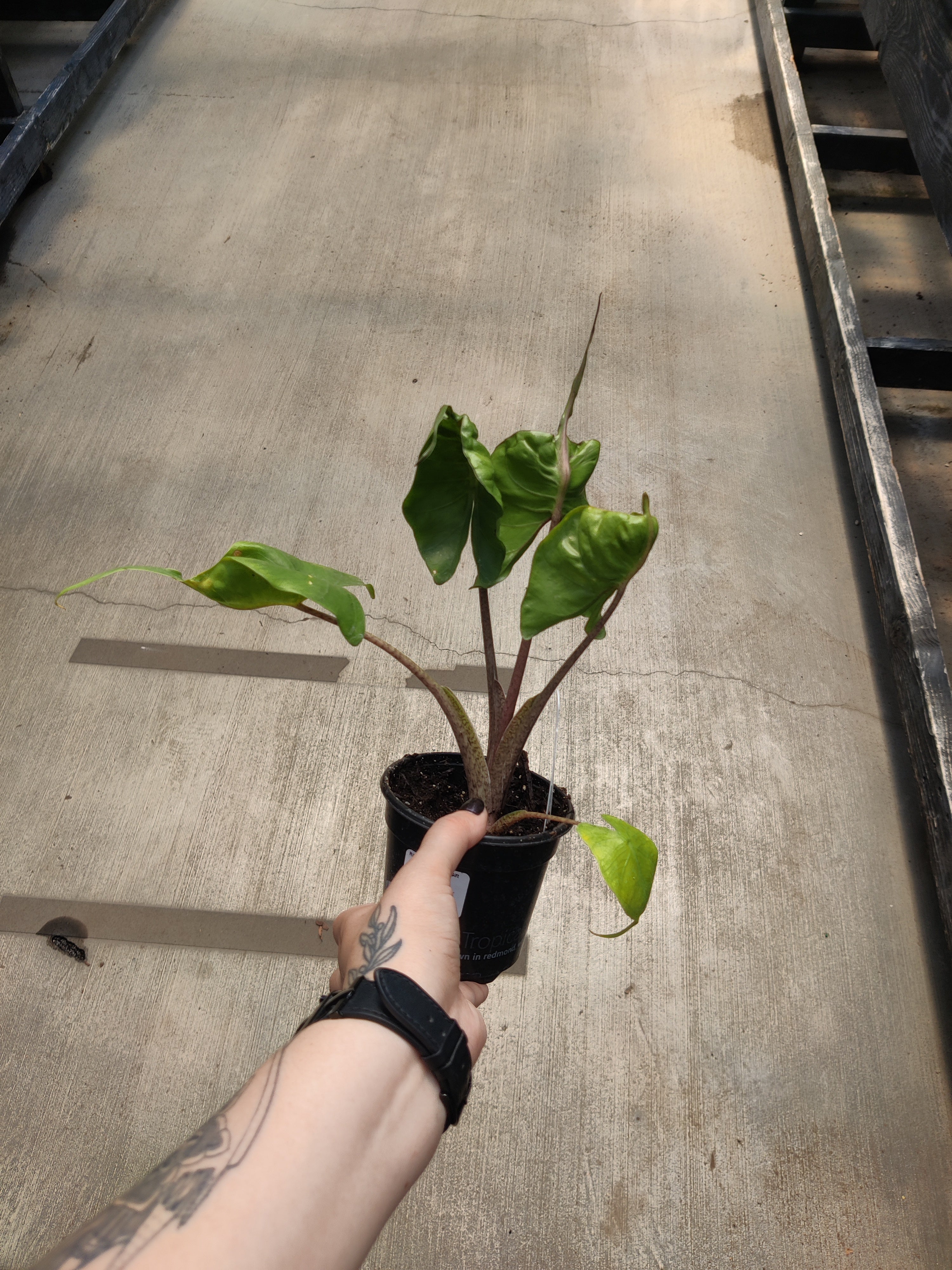 Alocasia, Stingray