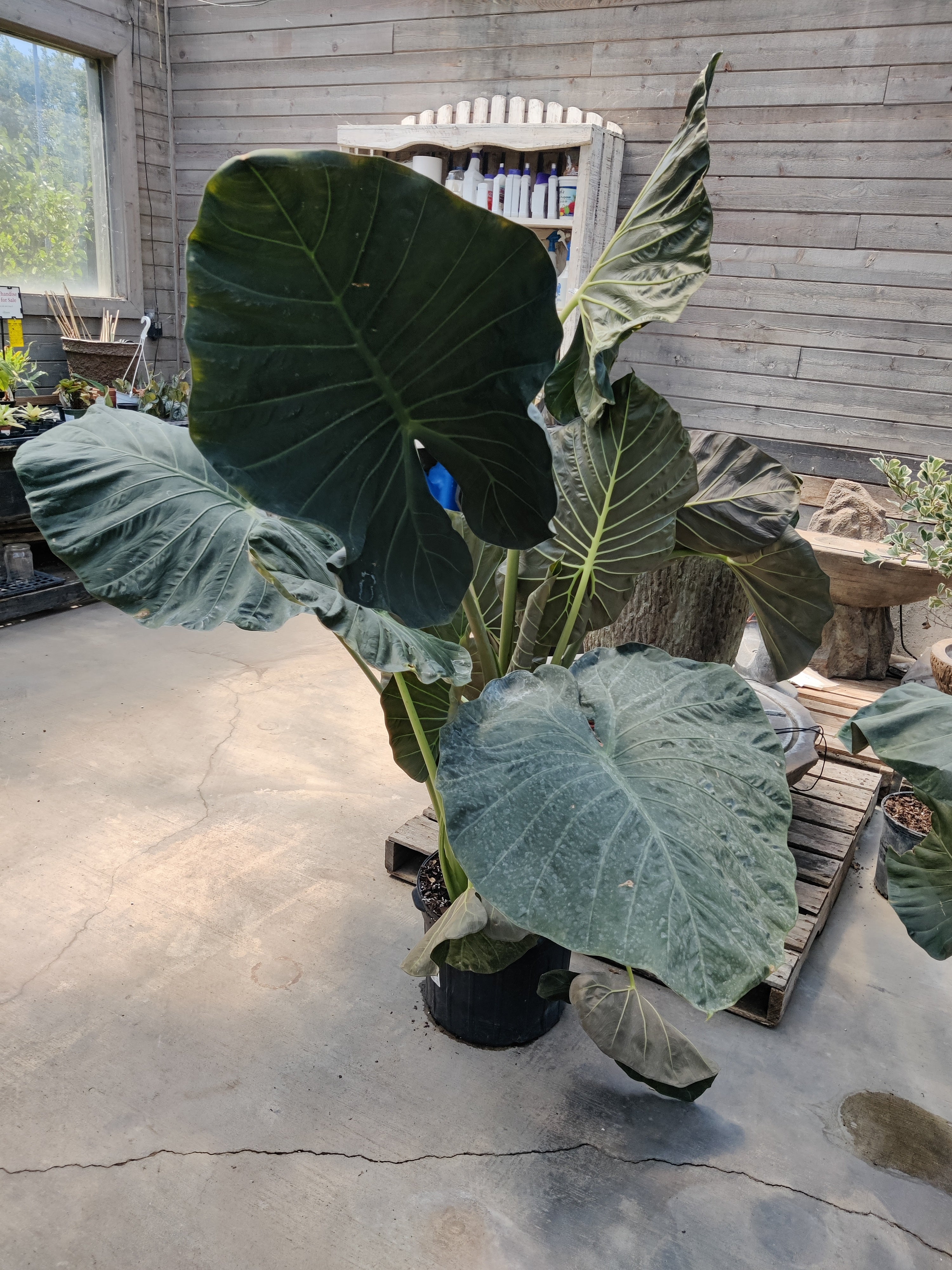 Alocasia, Regal Shield