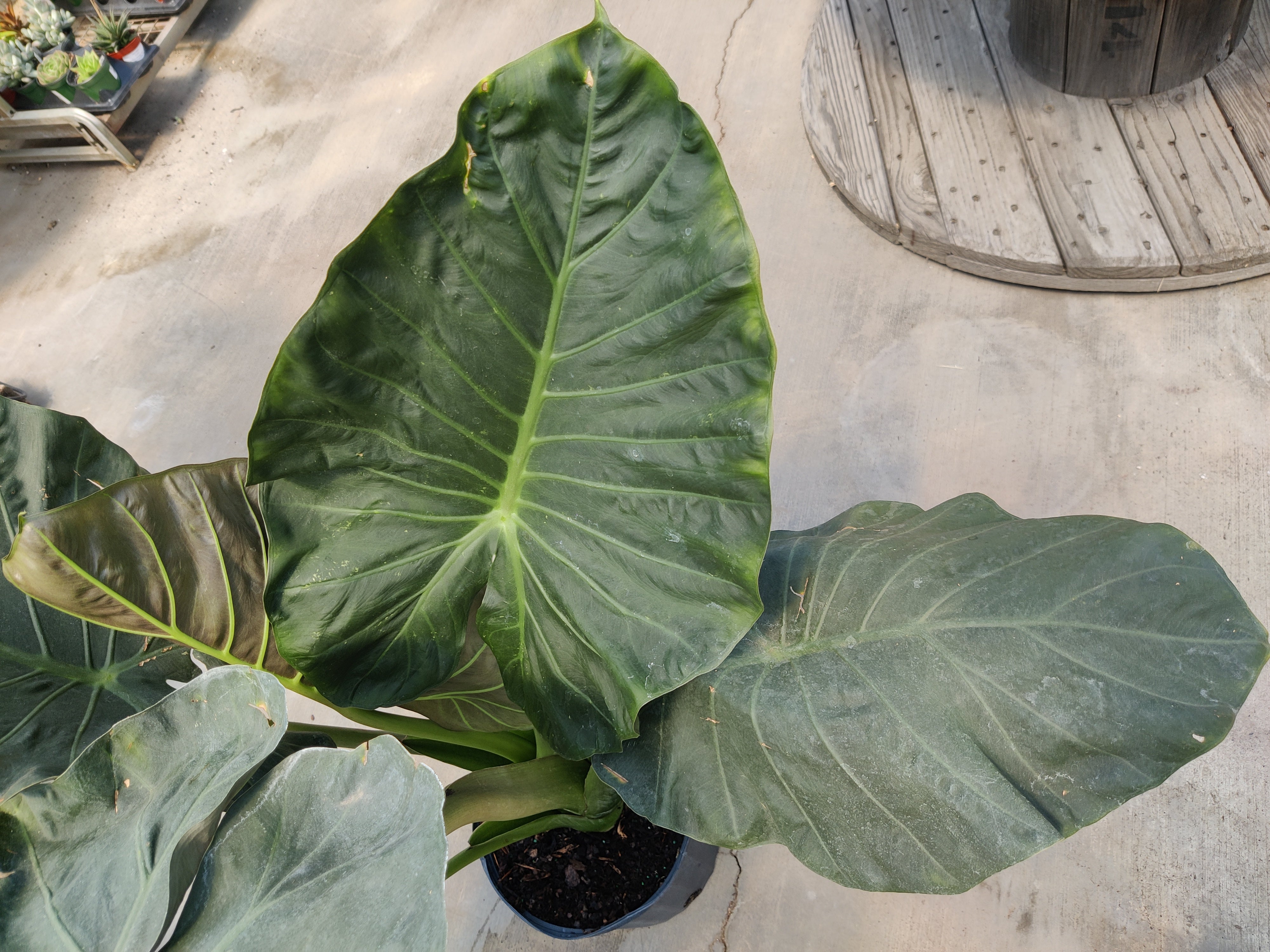 Alocasia, Regal Shield